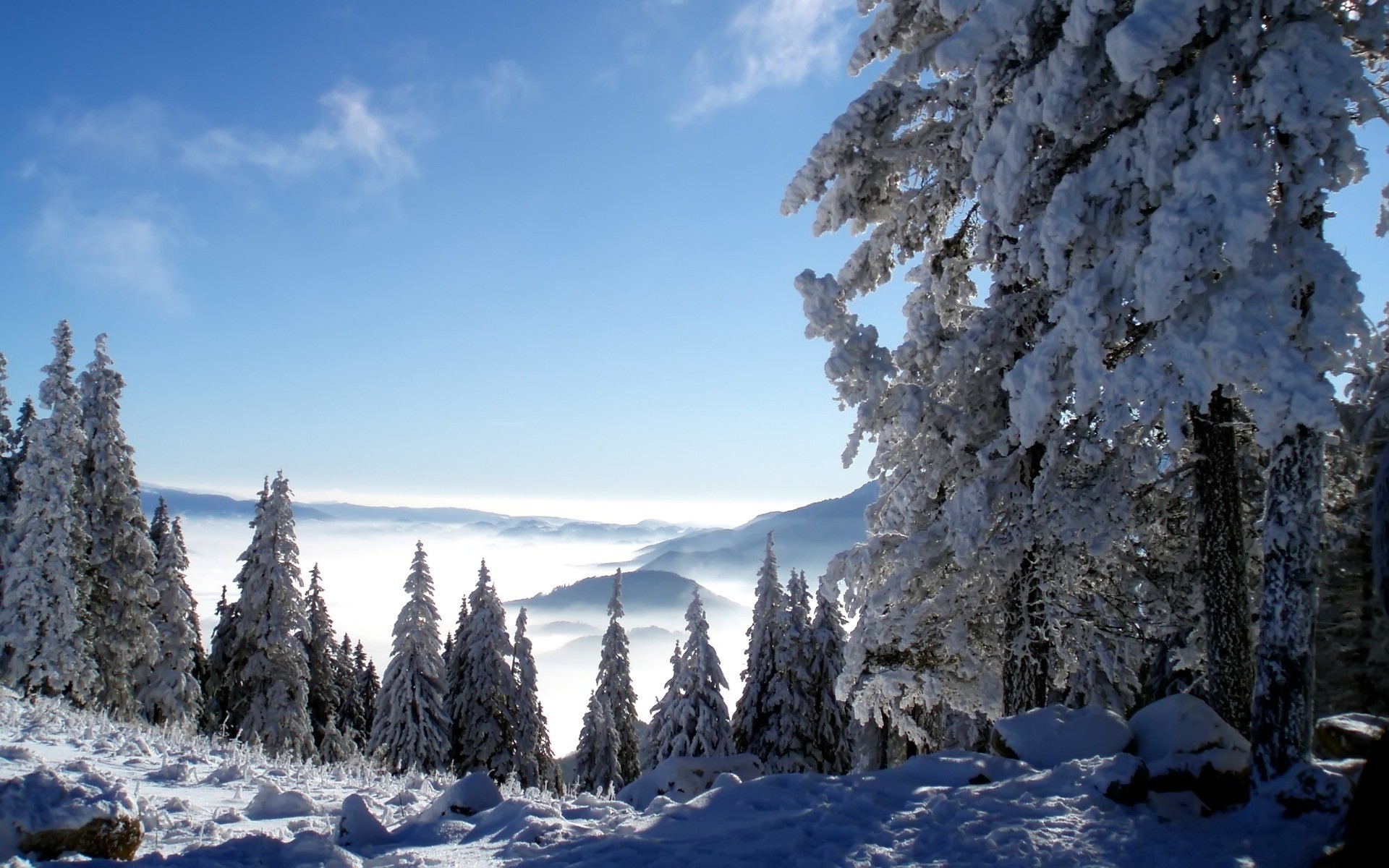 Snow-covered trees on a mountain overlooking a foggy valley HD Wallpaper