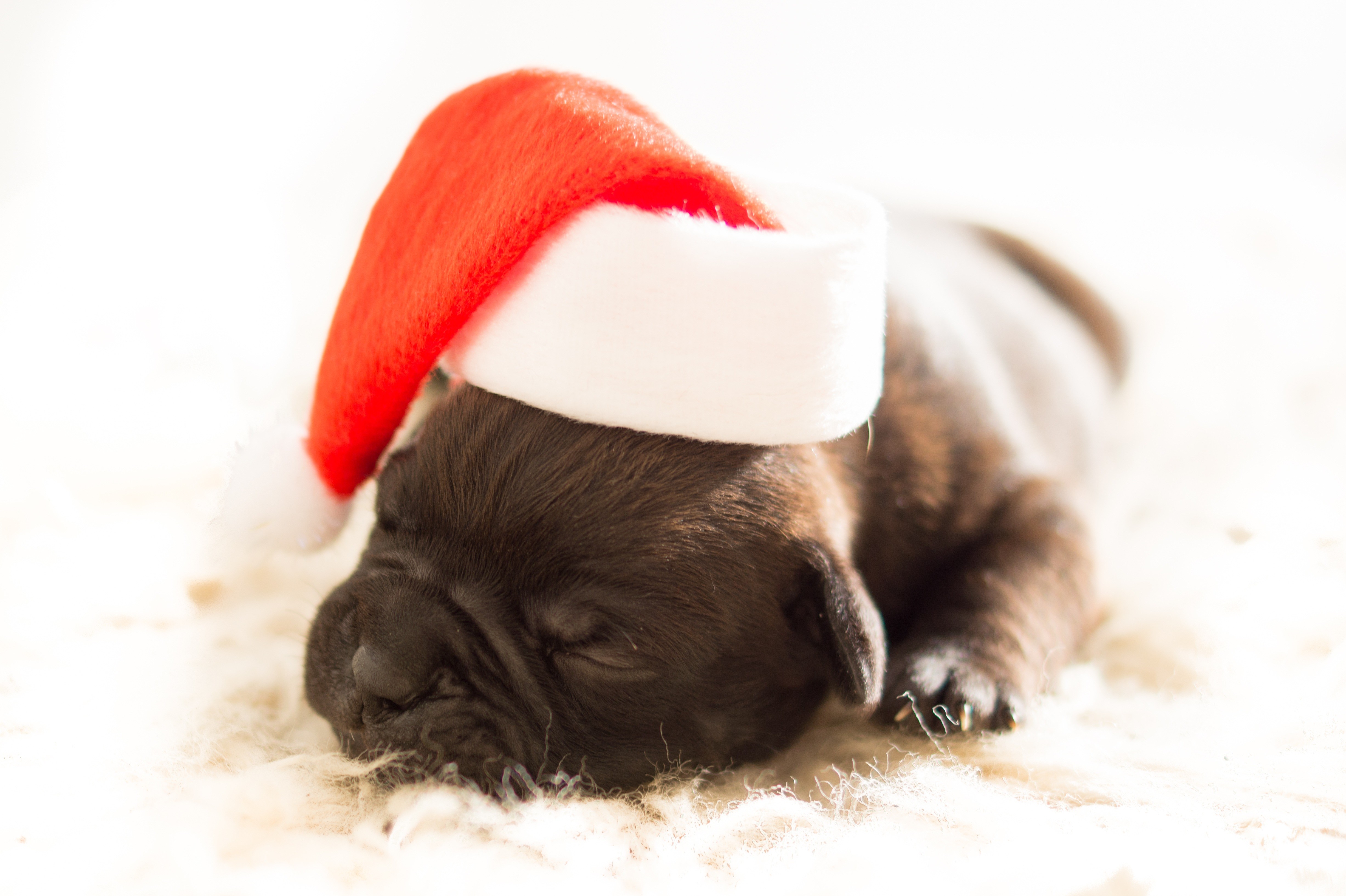 Cute puppy wearing a Santa hat HD Wallpaper