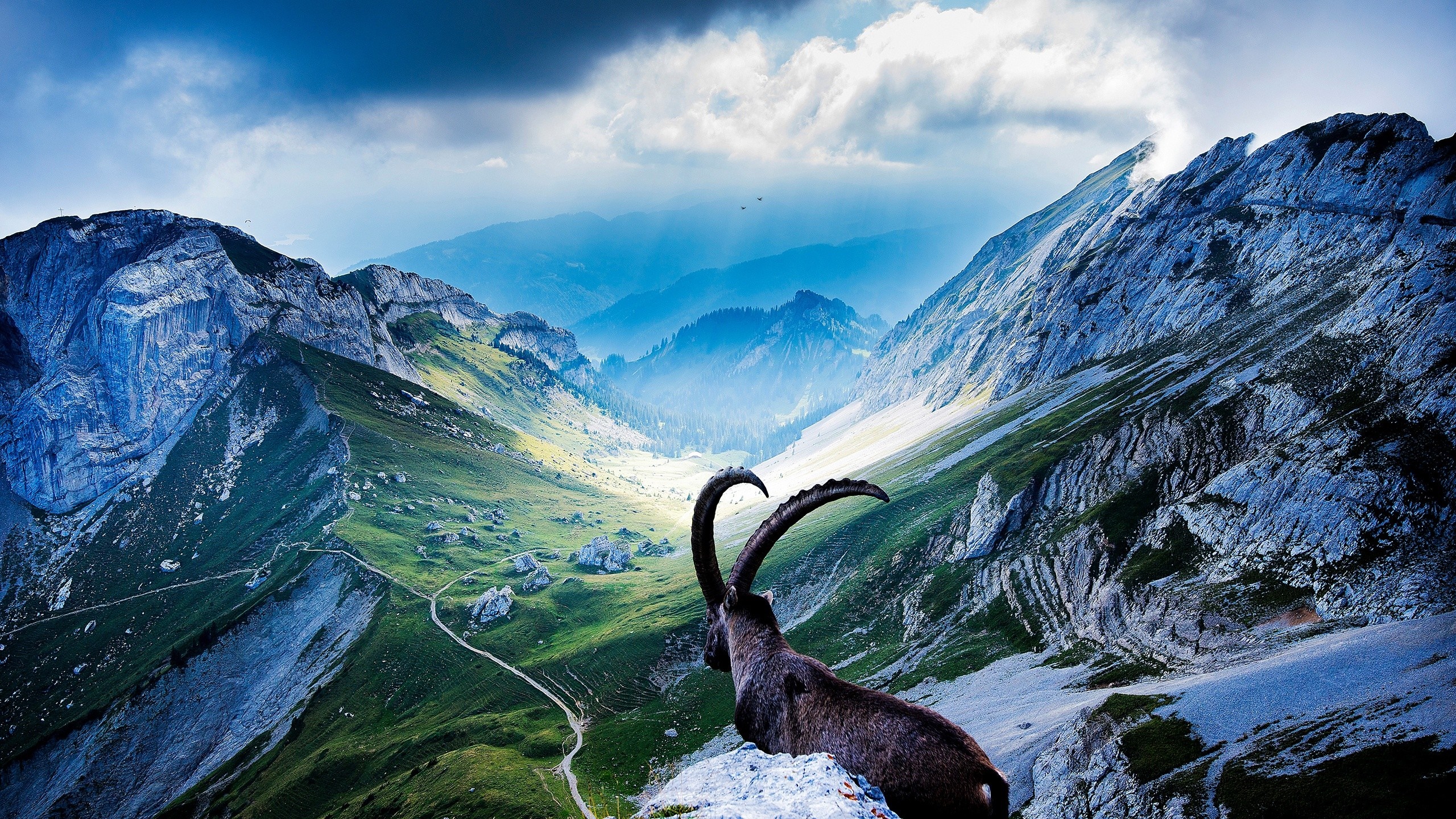 Ibex on a mountain ridge overlooking a valley HD Wallpaper