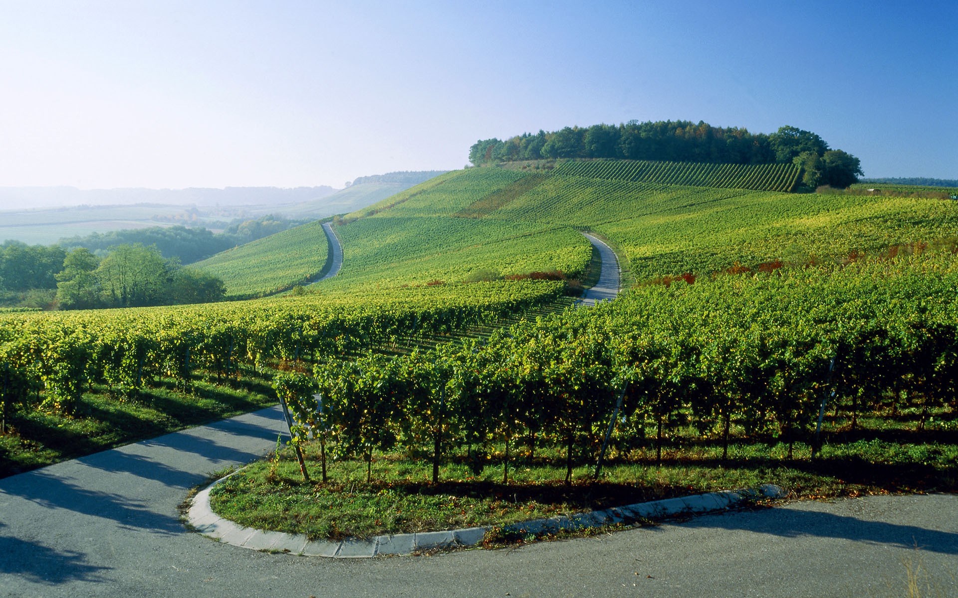 Vineyard landscape with winding roads HD Wallpaper