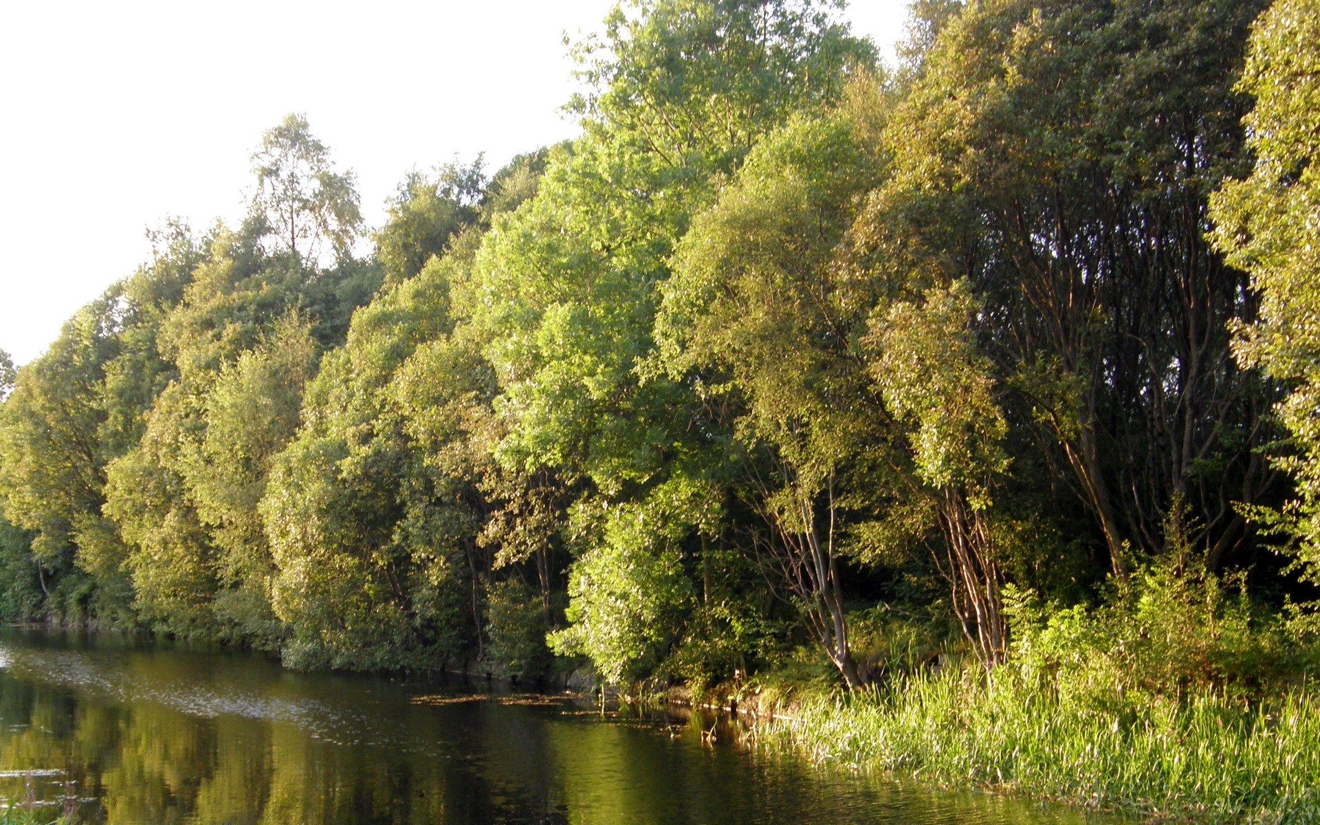 Trees lining a calm river HD Wallpaper