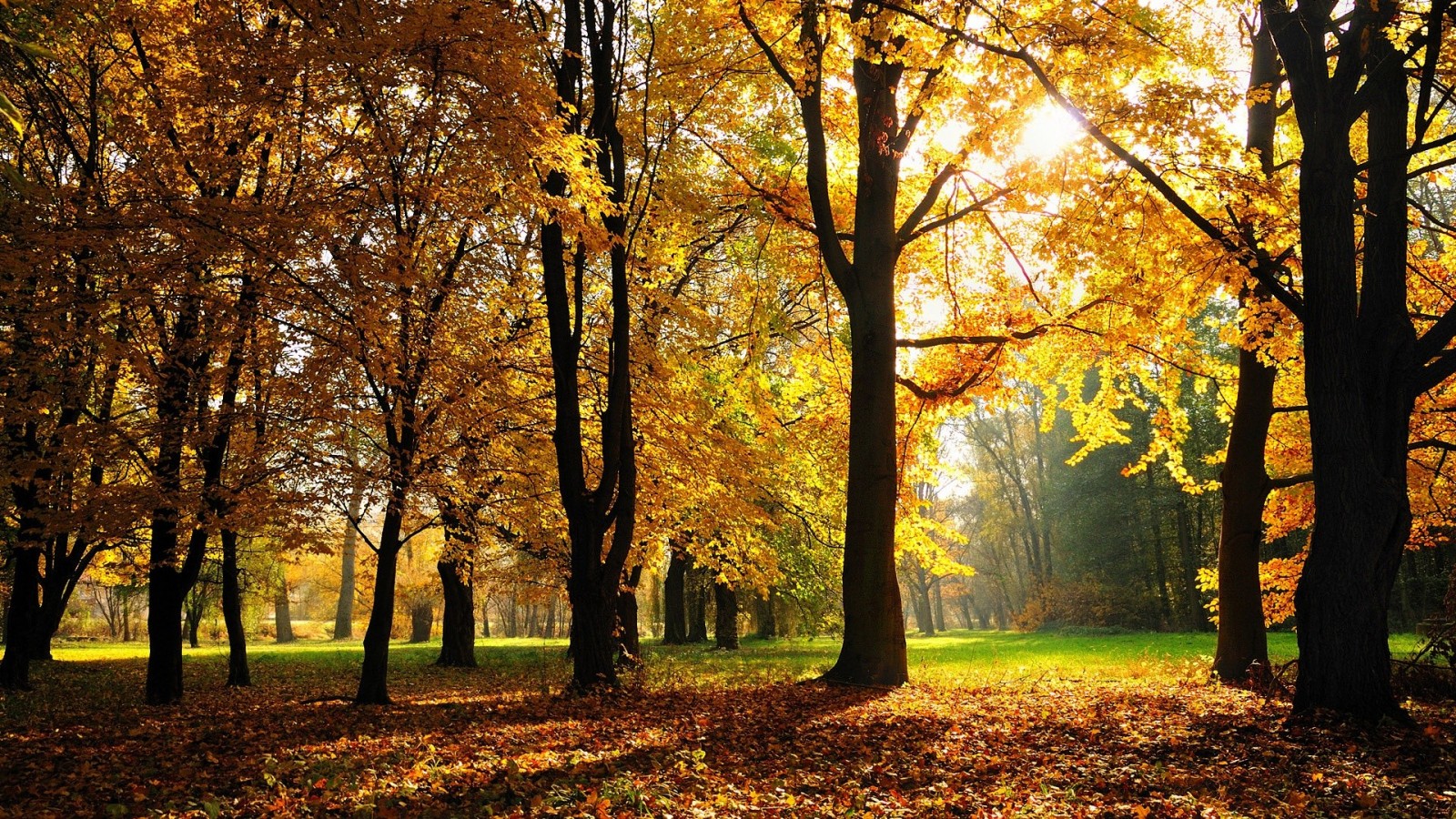 Sunlight filtering through autumn trees in a forest HD Wallpaper