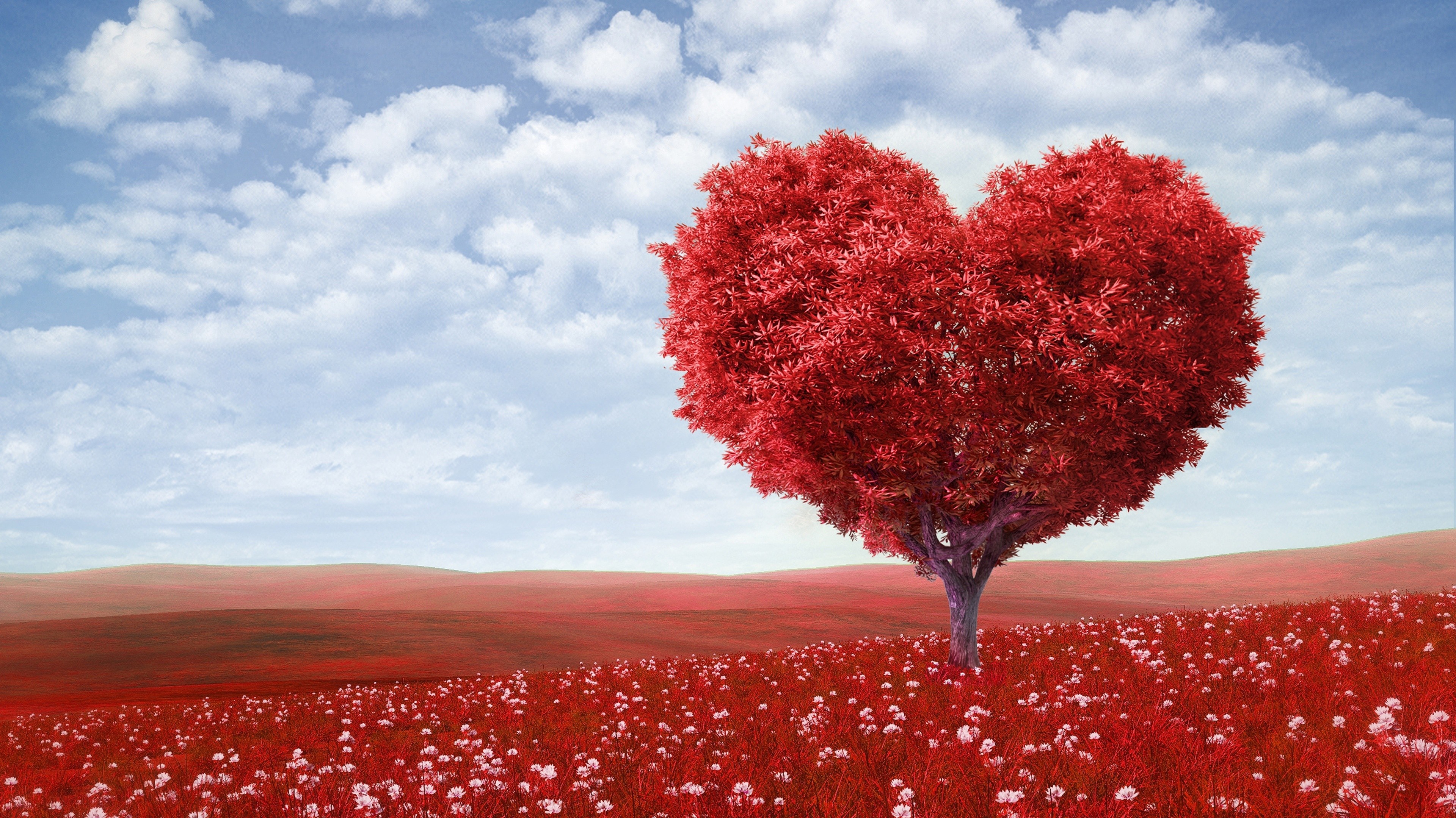 Heart-shaped tree in a red field with white flowers HD Wallpaper