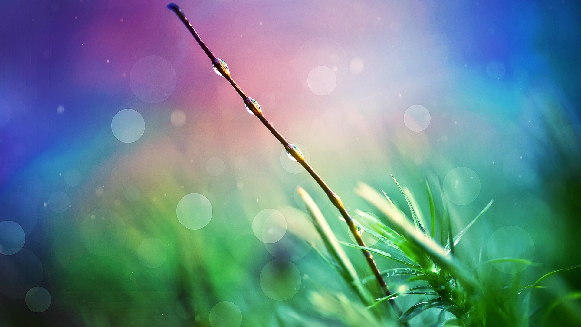 Macro photography of grass with water drops and colorful bokeh HD Wallpaper