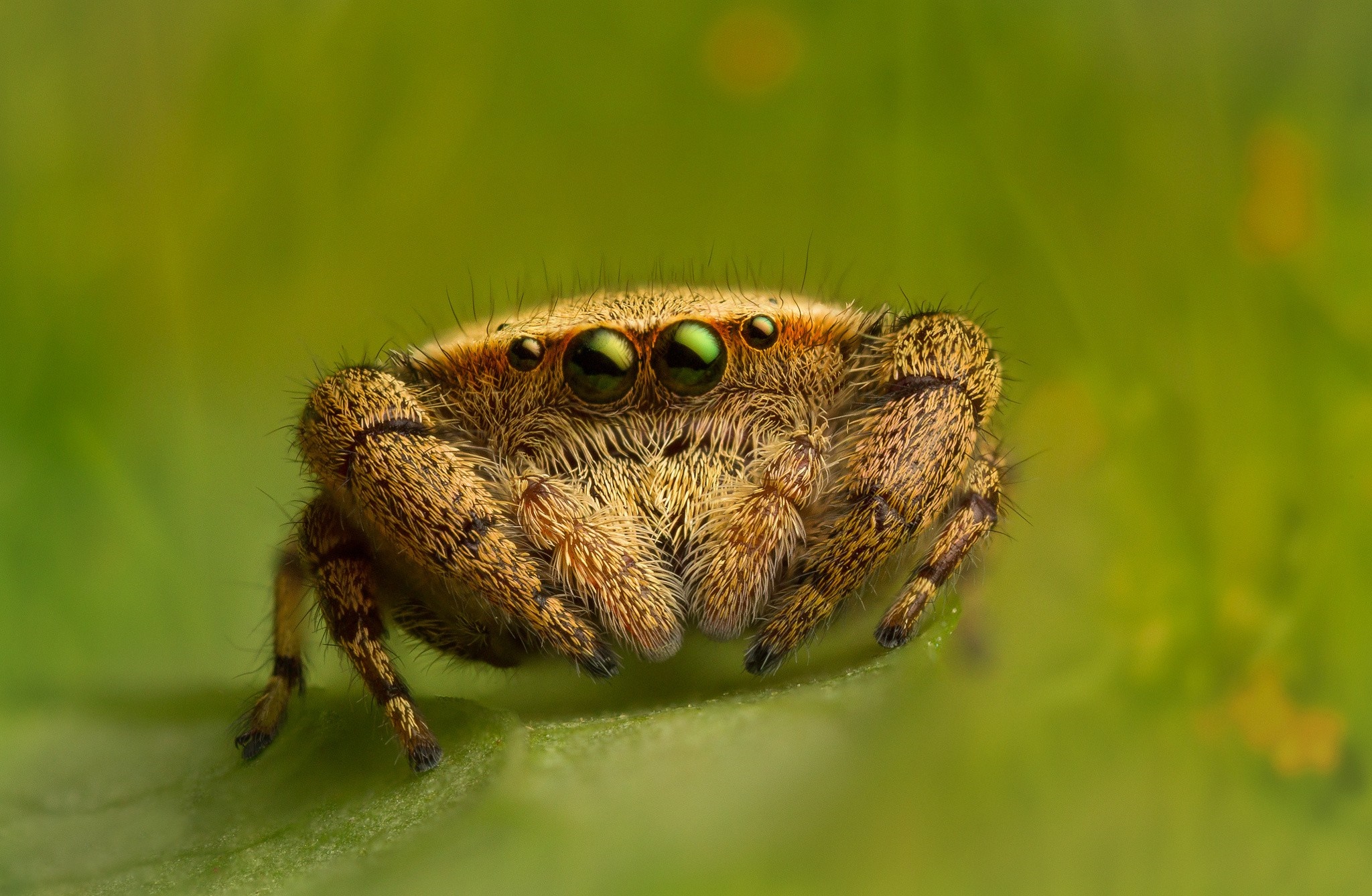 Close-up of a jumping spider on a green leaf HD Wallpaper