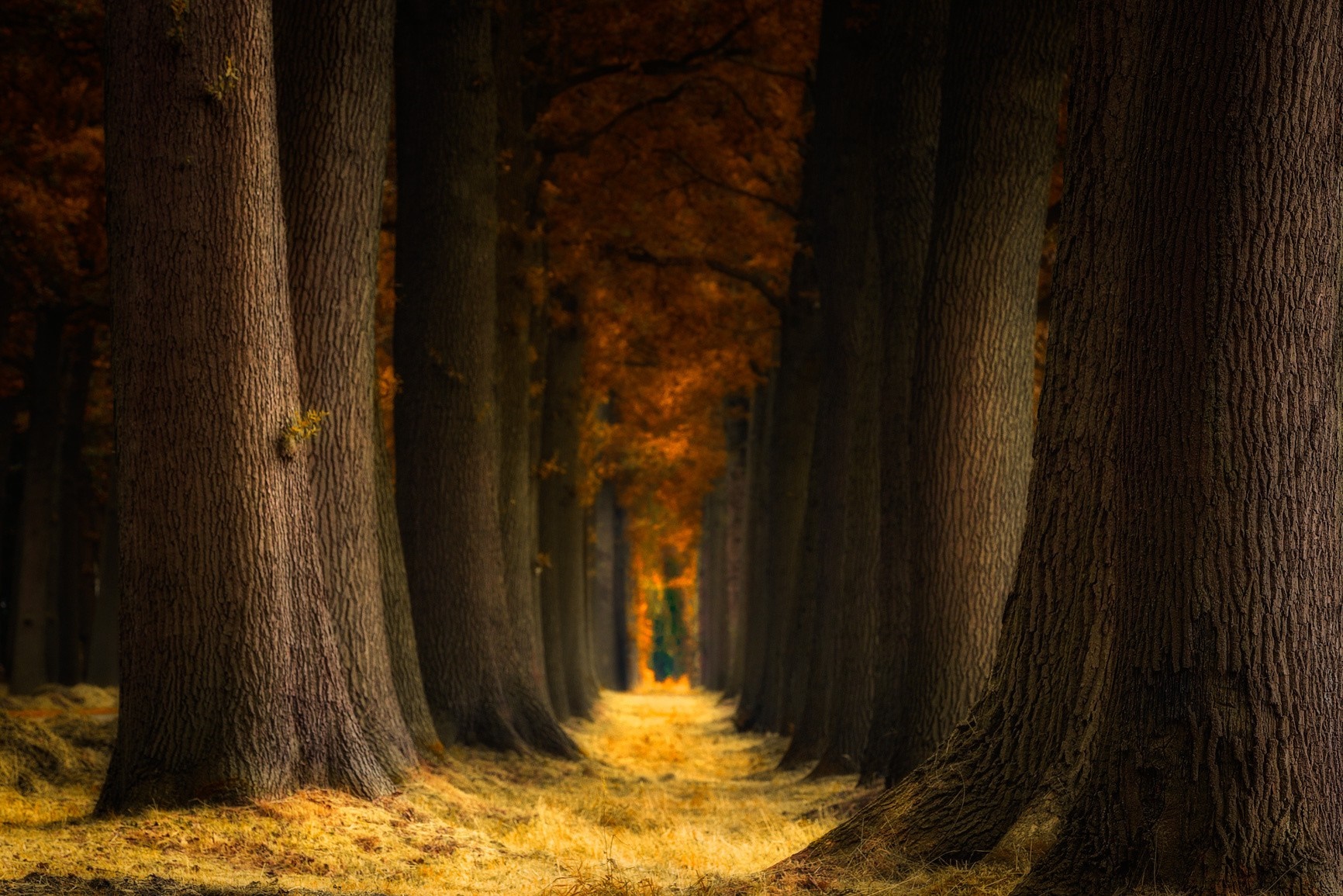 Autumn forest path with tall trees and fallen leaves HD Wallpaper