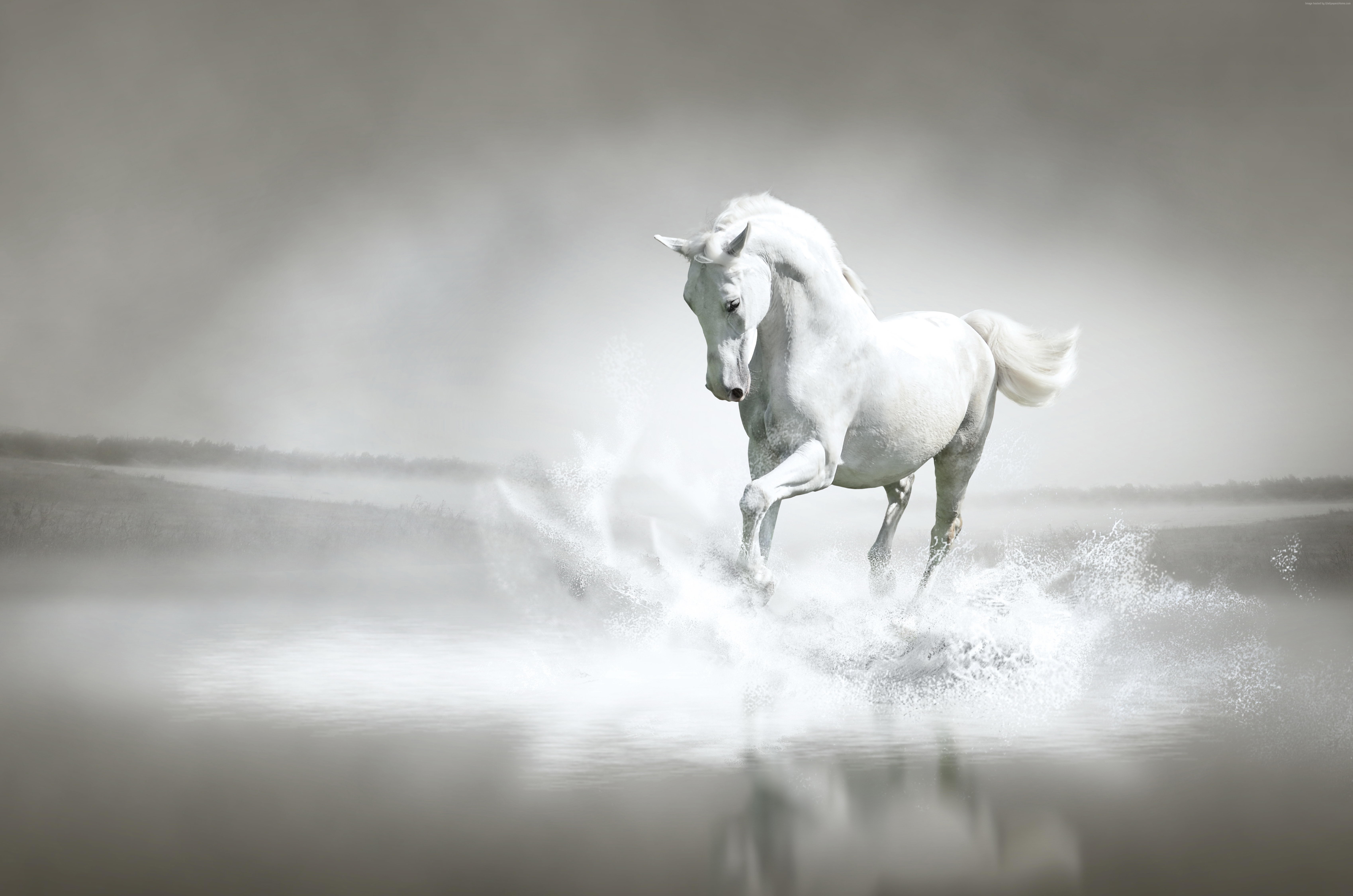 White horse running through water HD Wallpaper