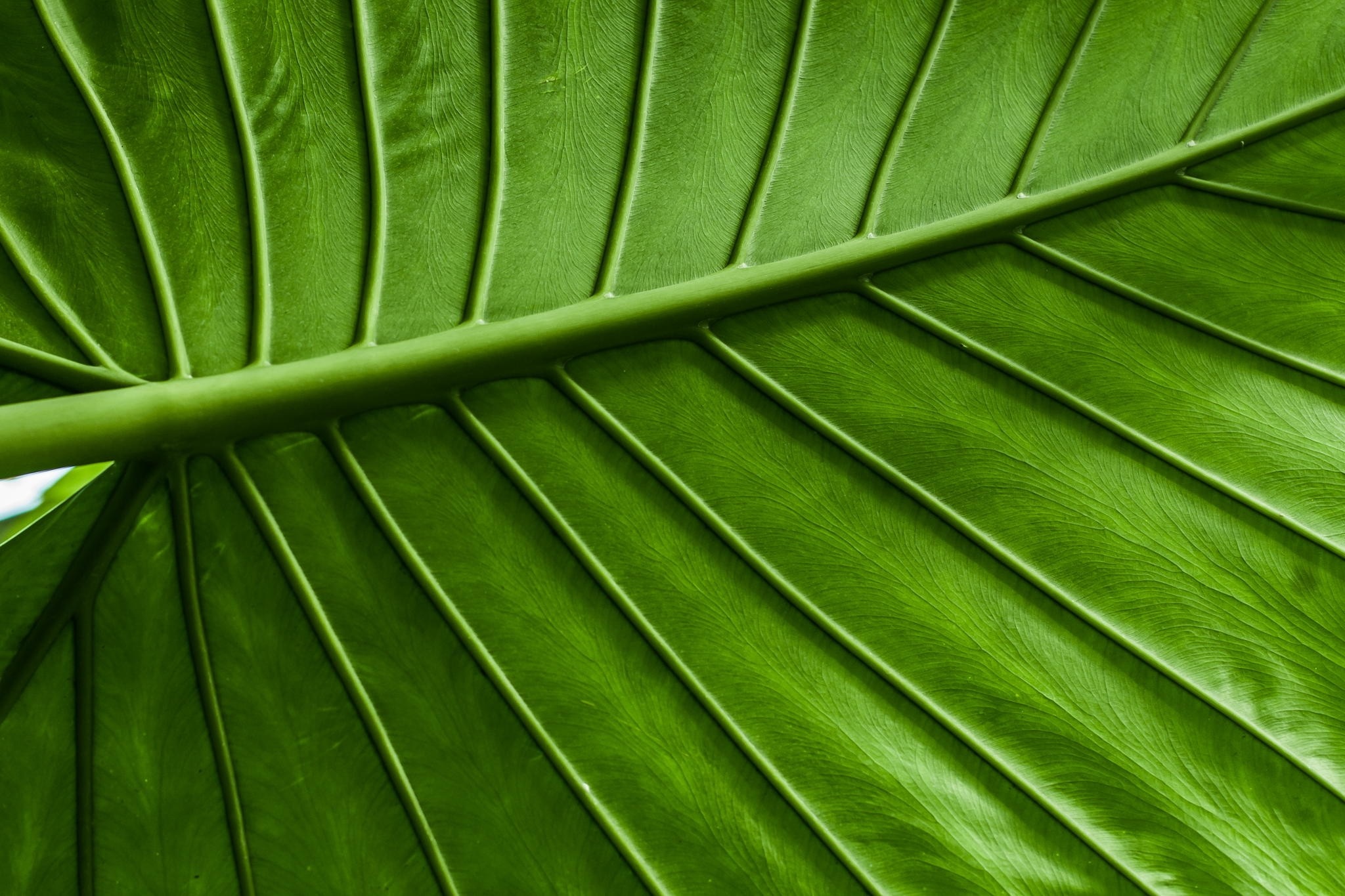 Close-up of a vibrant green leaf with prominent veins HD Wallpaper