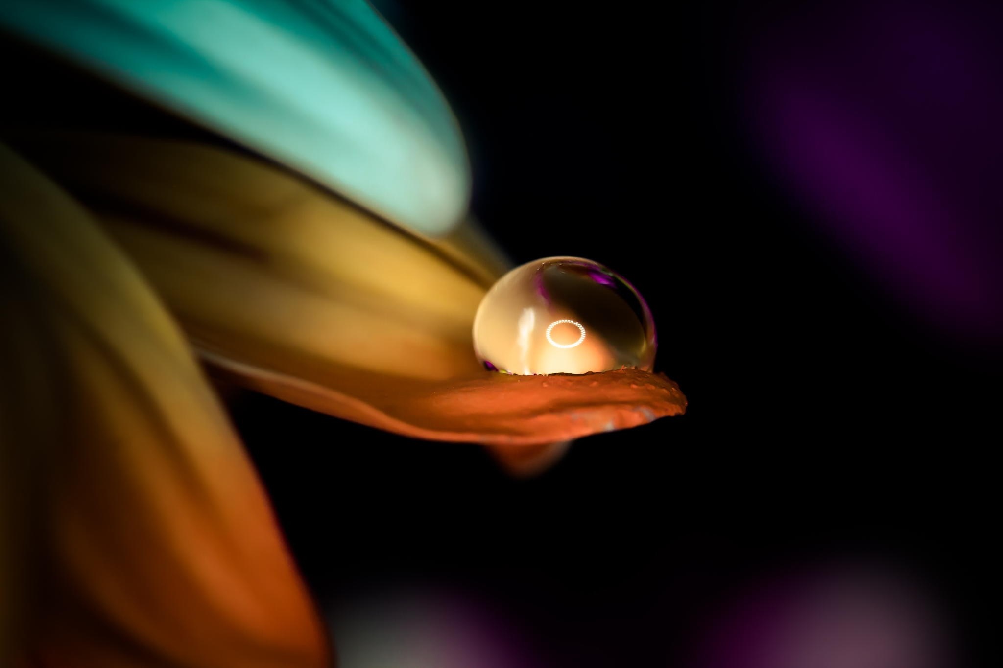 Macro water drop on flower petal with colorful reflections HD Wallpaper