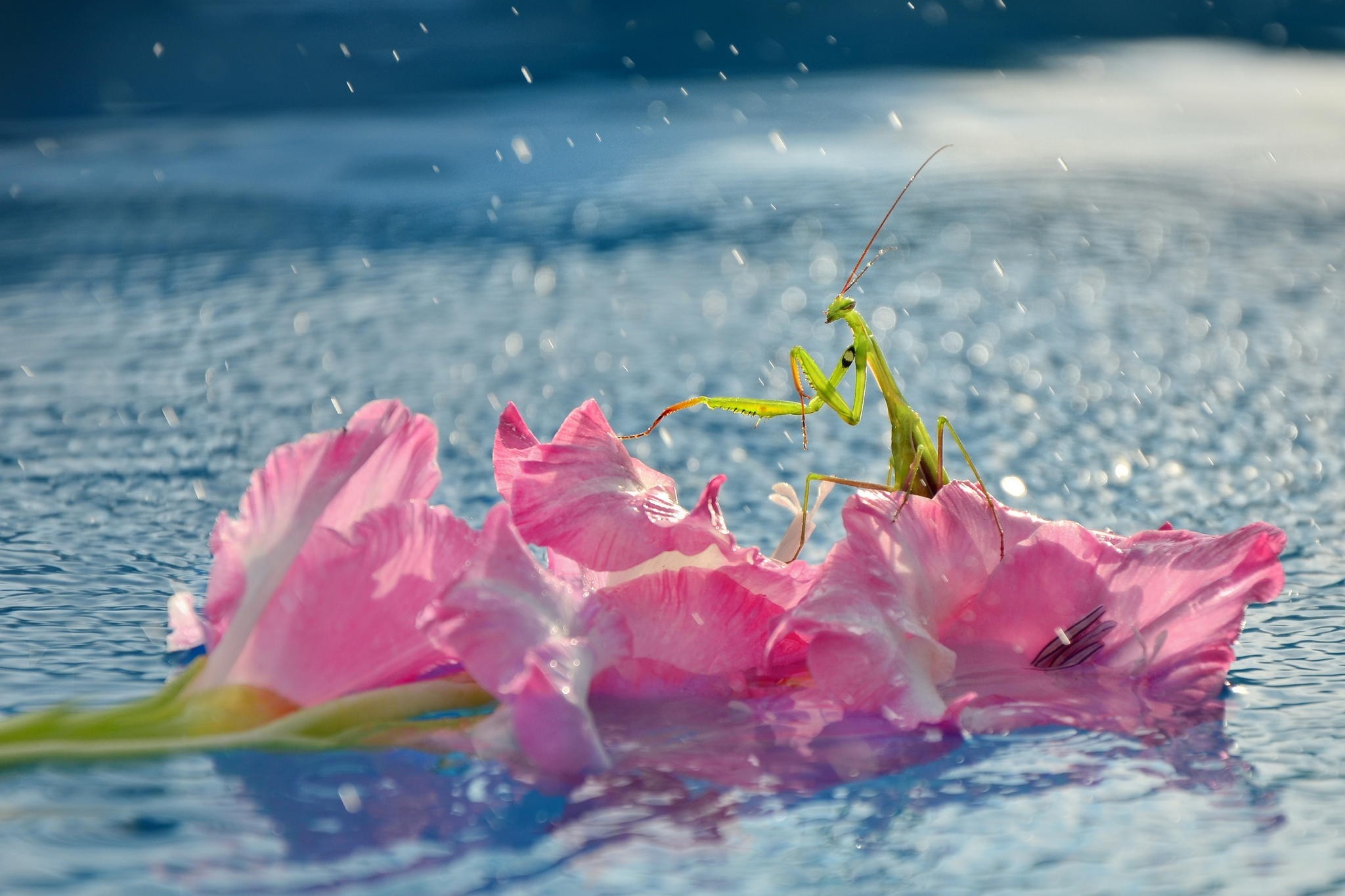Praying mantis on a pink flower in water HD Wallpaper