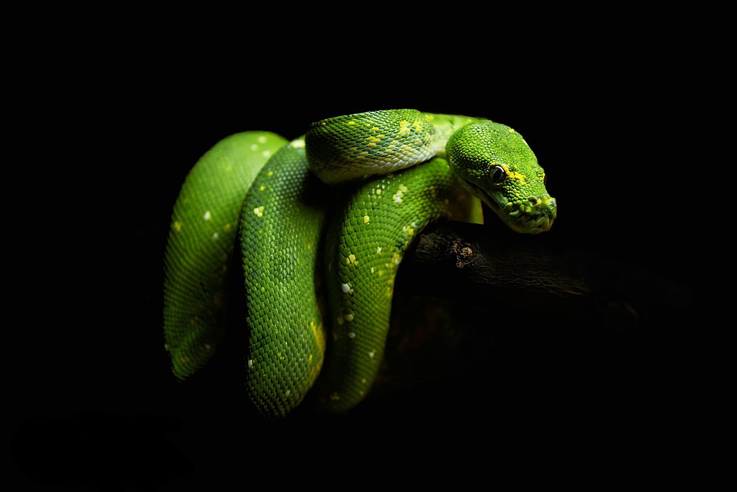 Green tree python coiled on a dark branch HD Wallpaper