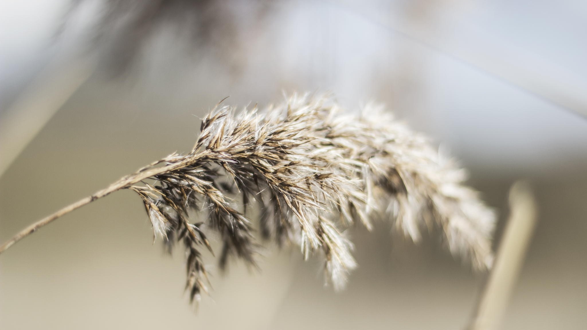 Close-up of a dry reed flower head HD Wallpaper