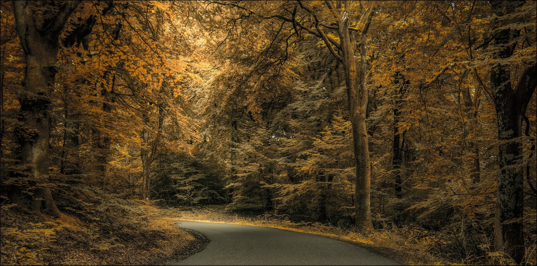 Autumn forest path with sunlight filtering through trees HD Wallpaper