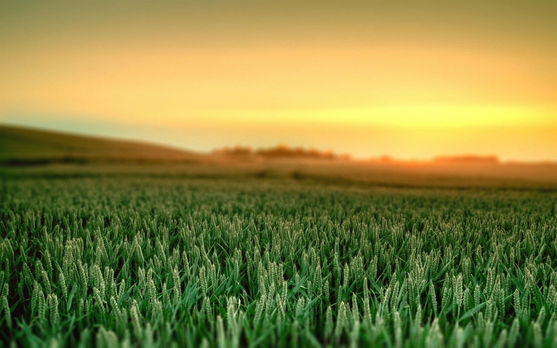 Wheat field at sunset HD Wallpaper