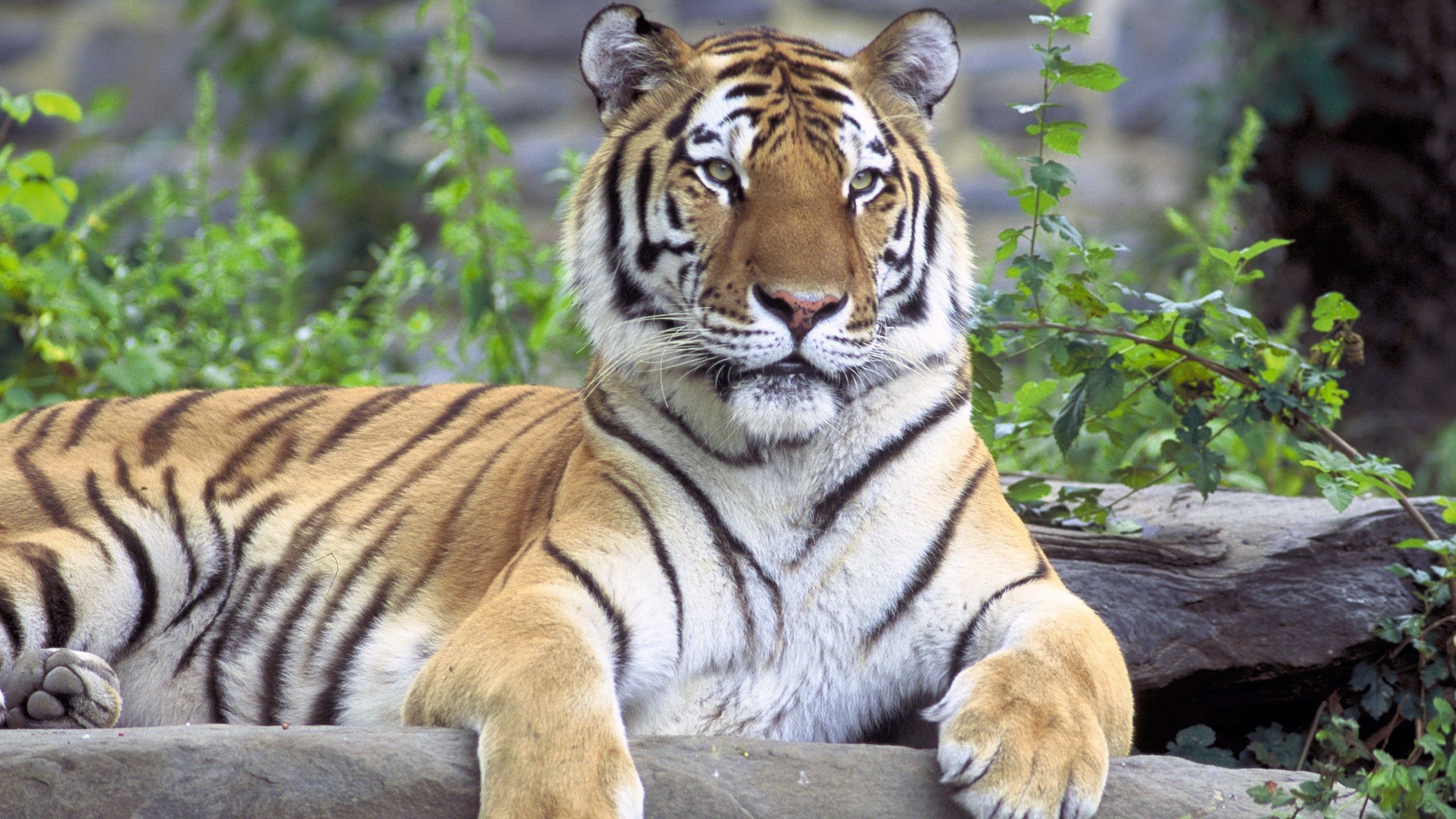 Tiger lying on a rock HD Wallpaper
