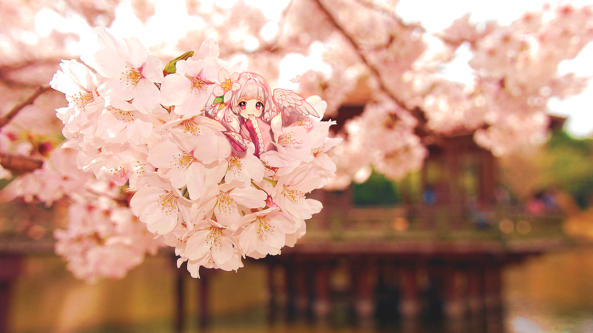 Anime girl with pink hair among cherry blossoms HD Wallpaper