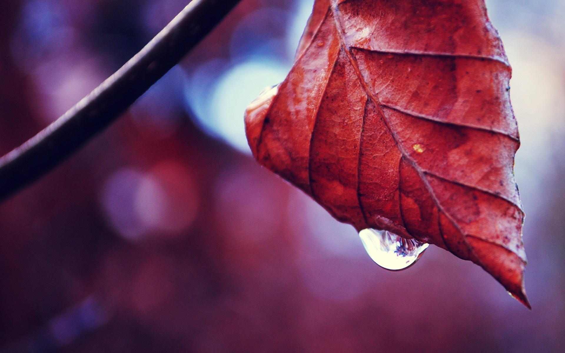 Close-up of a red autumn leaf with a water drop HD Wallpaper