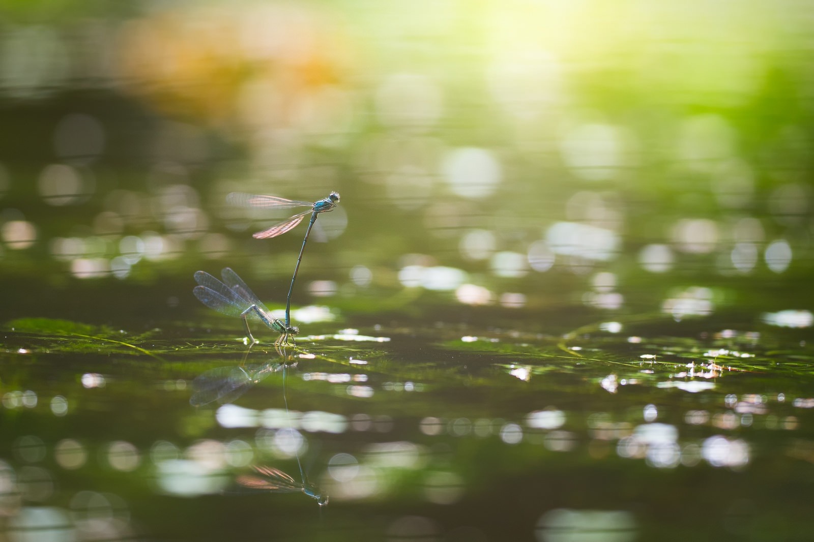 Two dragonflies mating on a pond with bokeh background HD Wallpaper