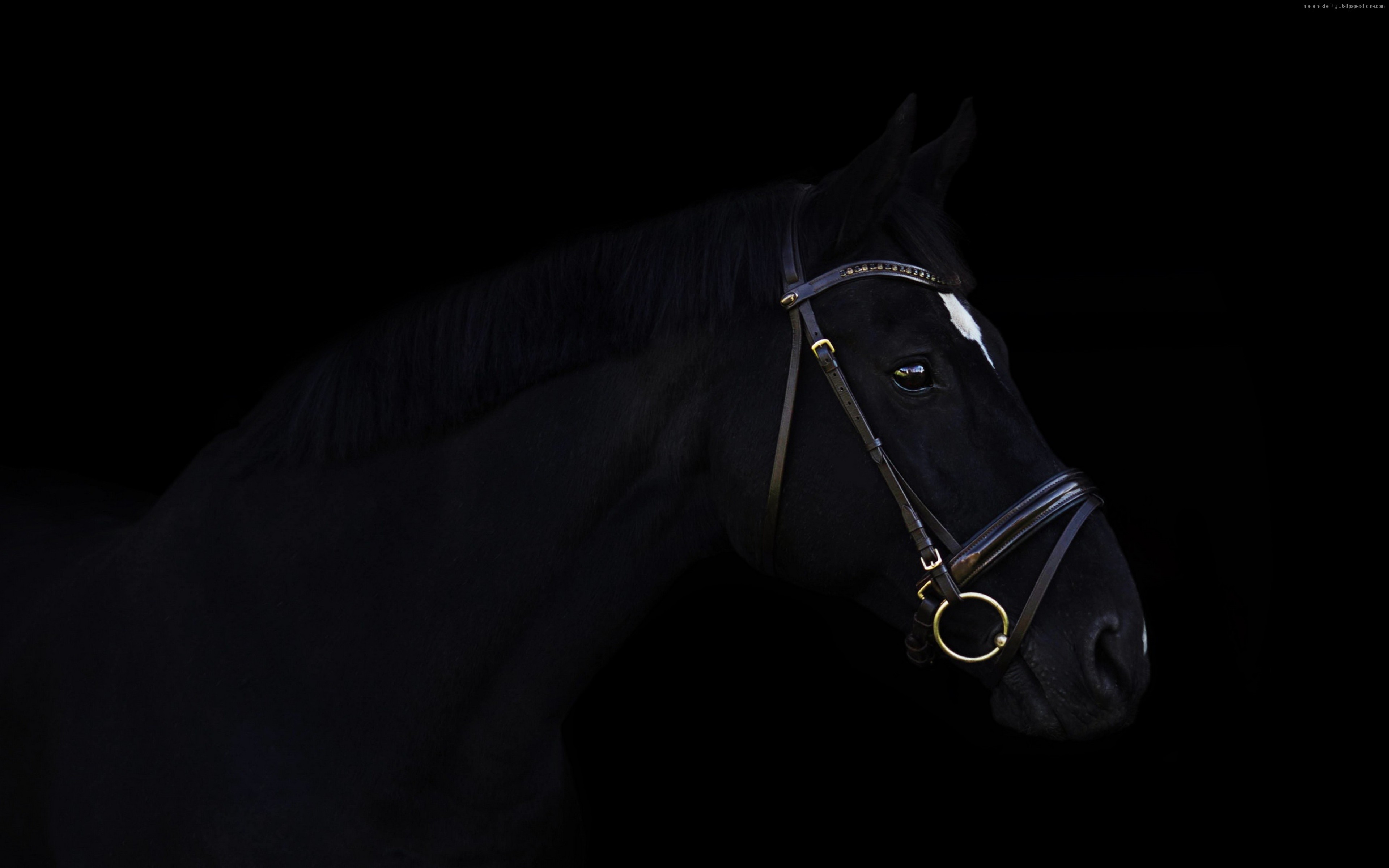 Black horse with bridle HD Wallpaper