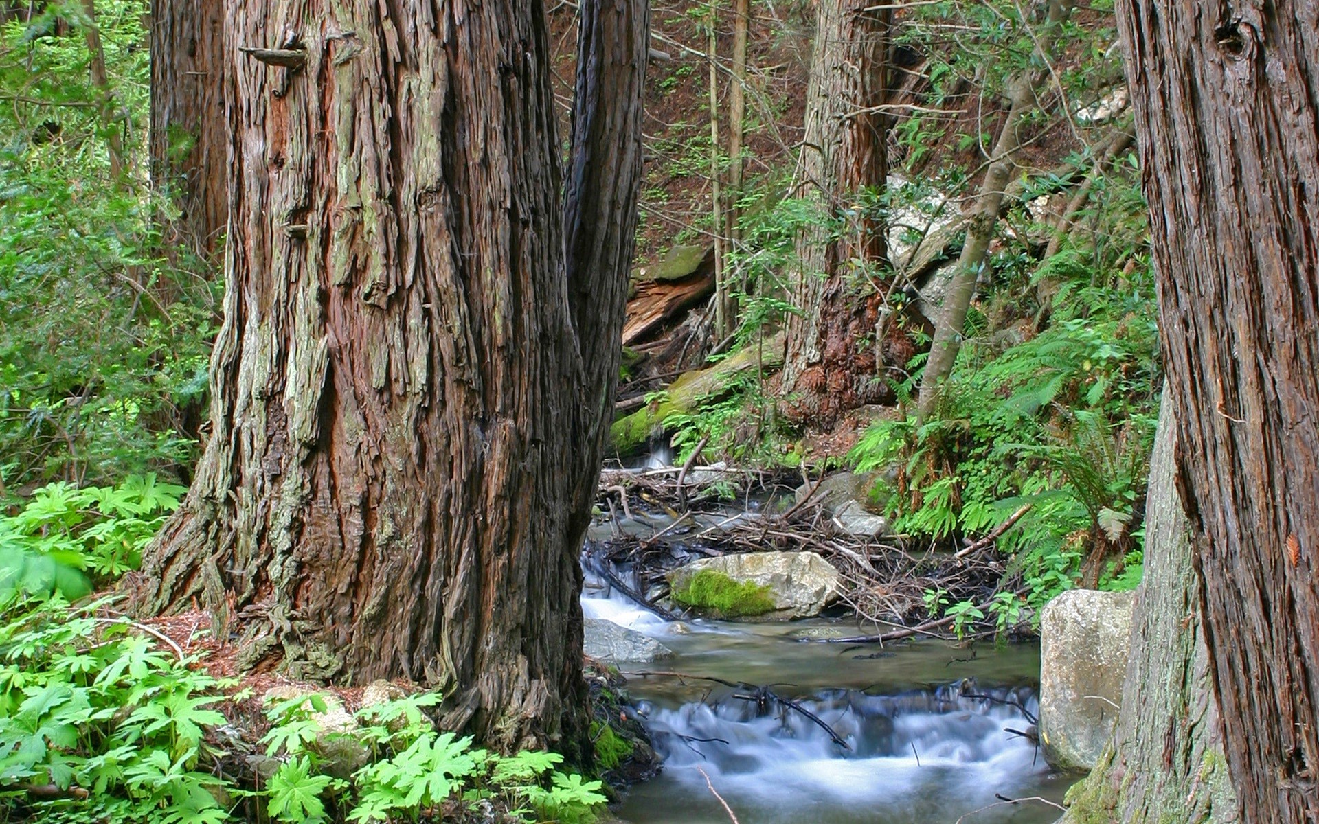 Redwood forest with a stream flowing through it HD Wallpaper