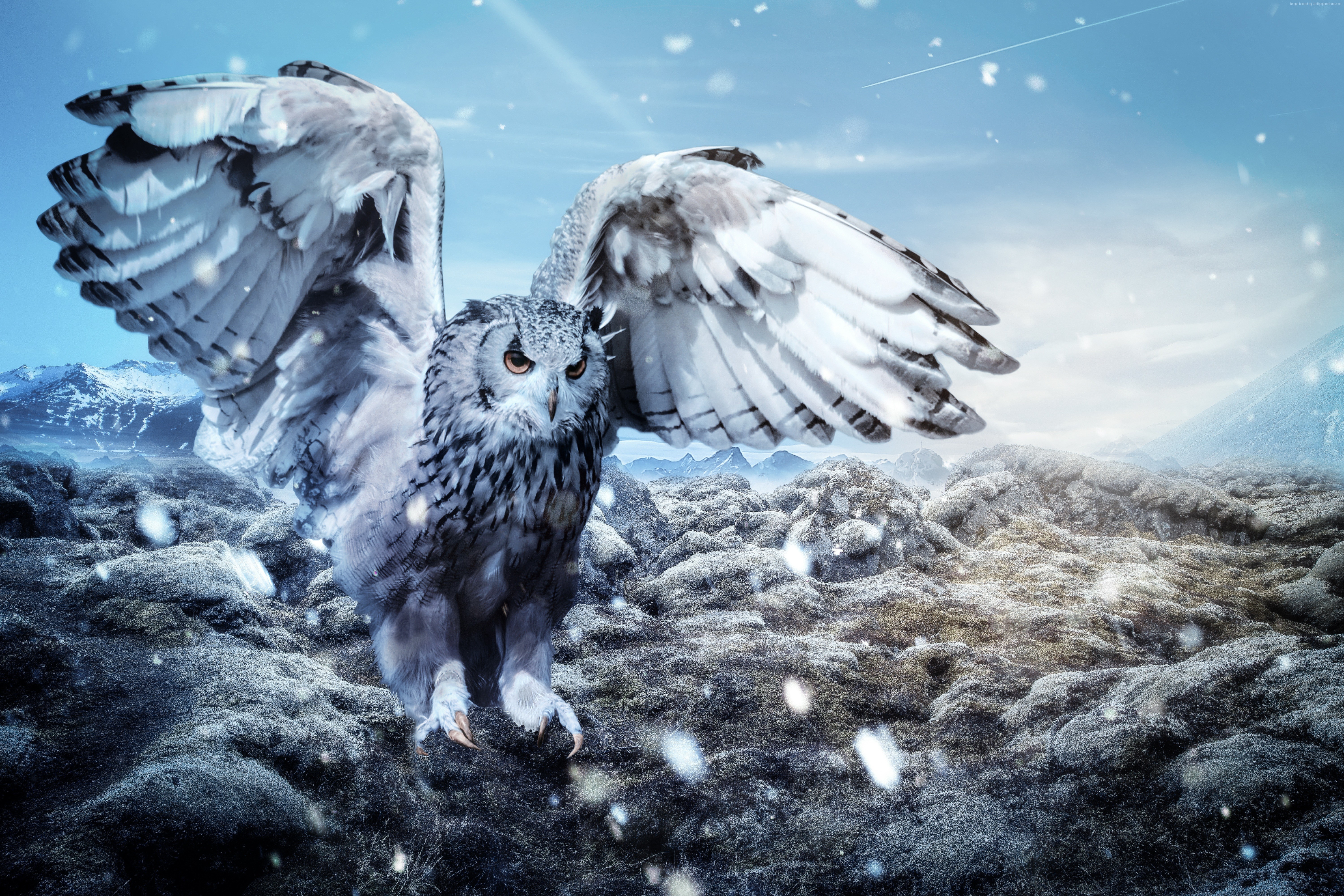 Owl in a snowy mountain landscape HD Wallpaper