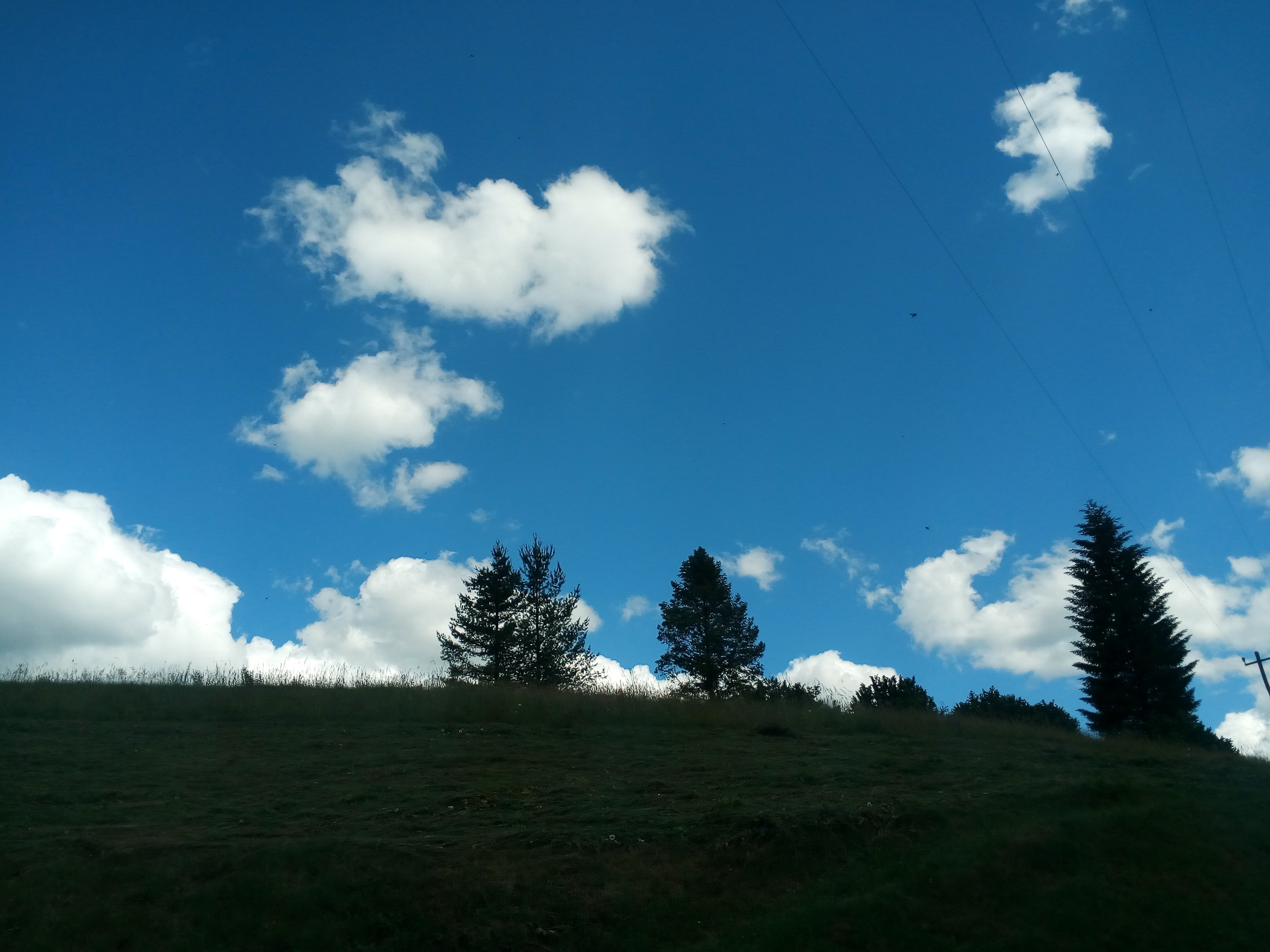 Silhouette of trees on a grassy hill under a blue sky with clouds HD Wallpaper