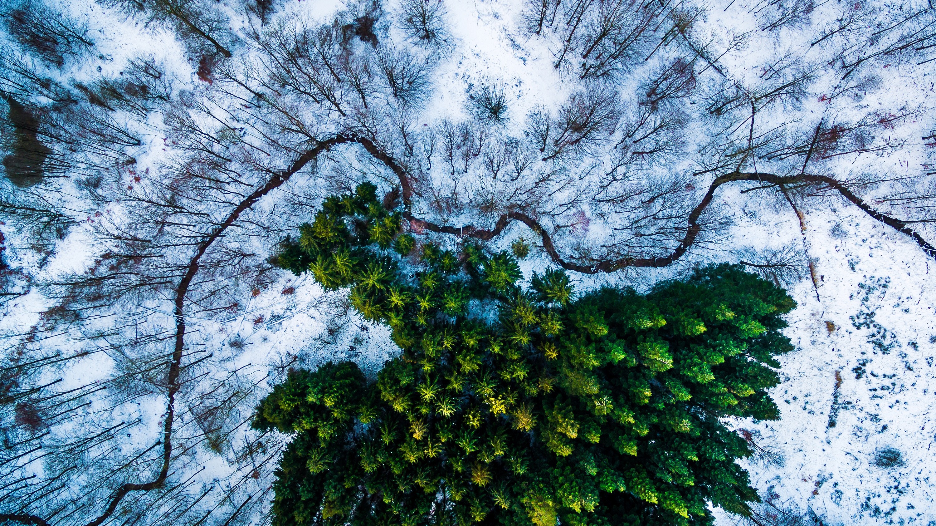 Aerial view of a forest with snow and green trees HD Wallpaper