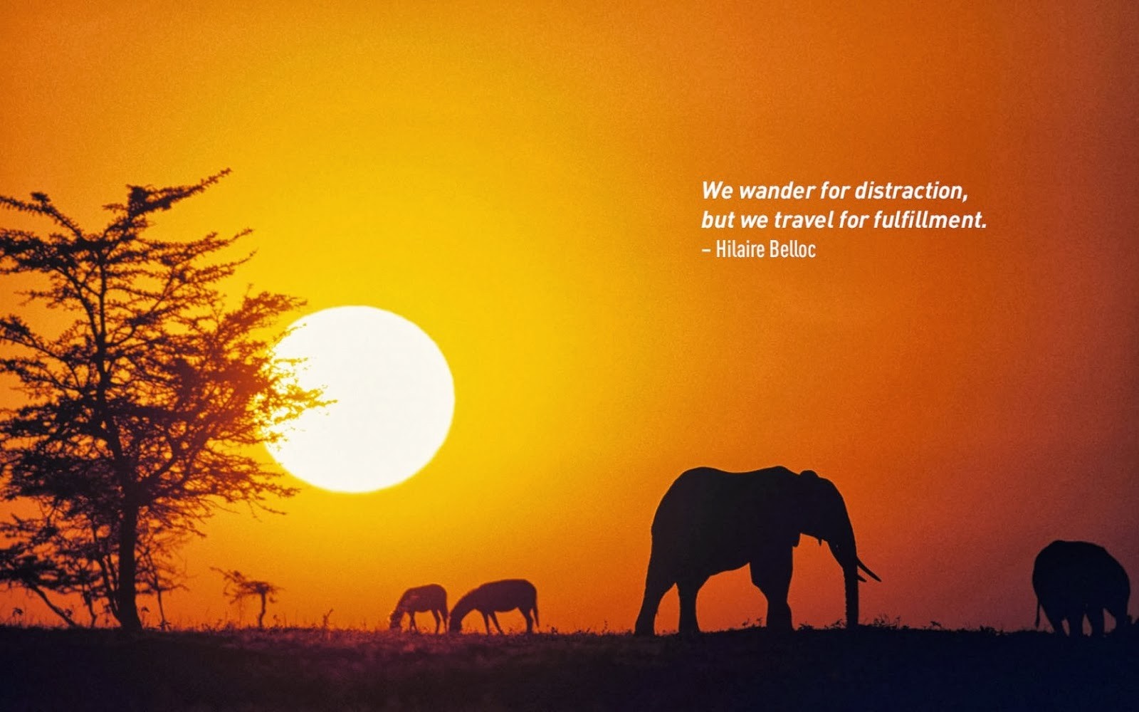 Elephant and animals at sunset with quote HD Wallpaper