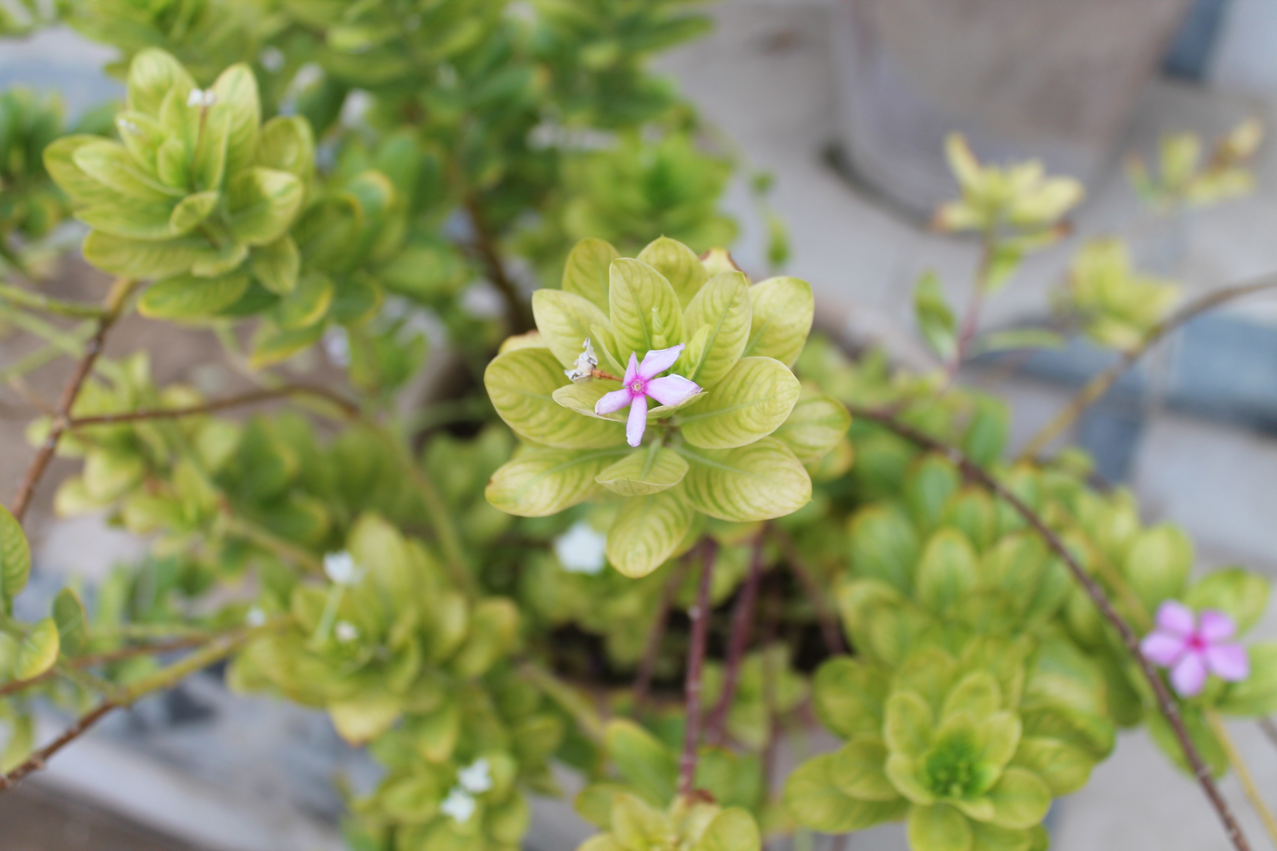 Green plant with small pink flowers HD Wallpaper