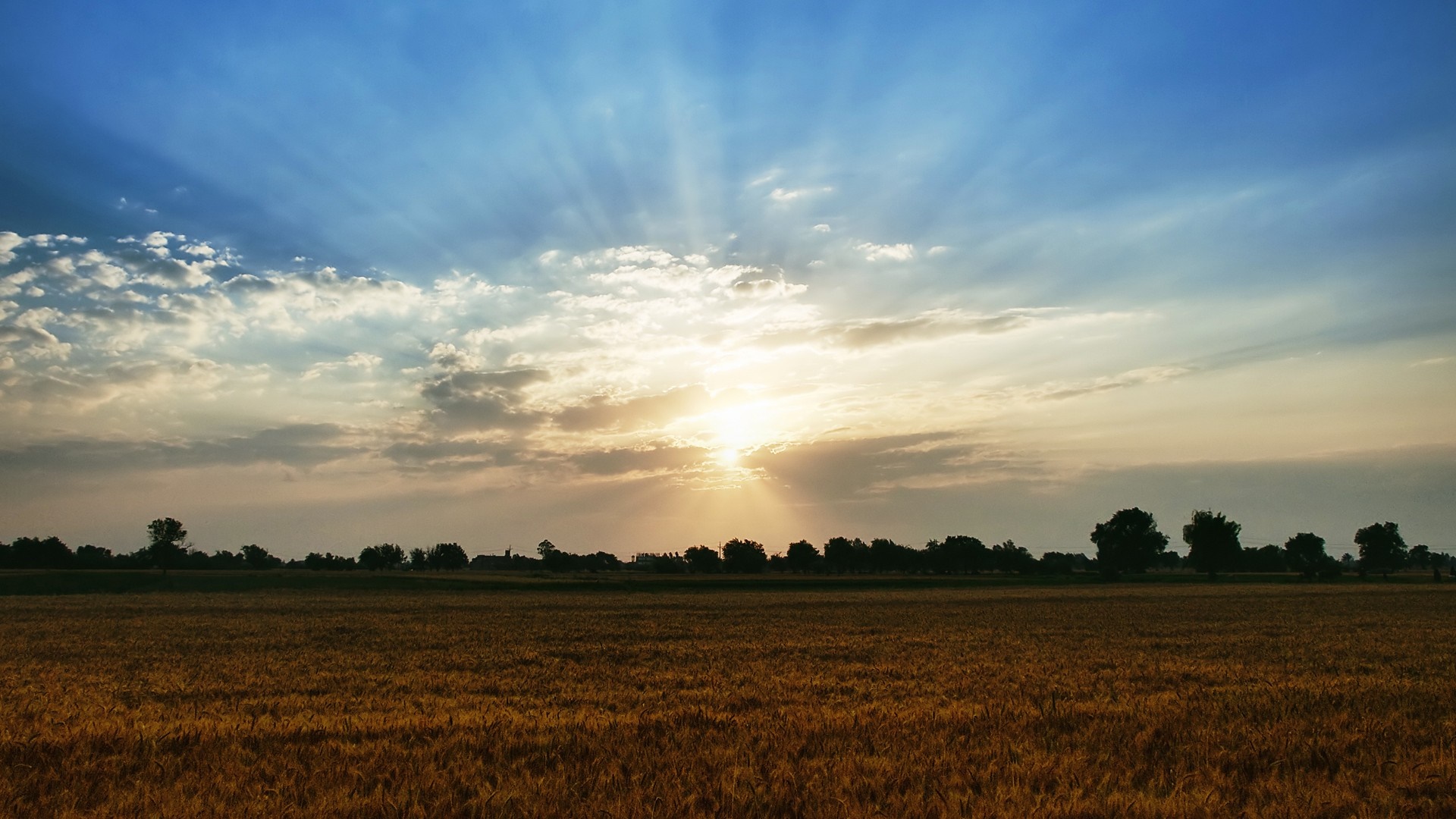 Sunset over a golden field with trees on the horizon HD Wallpaper
