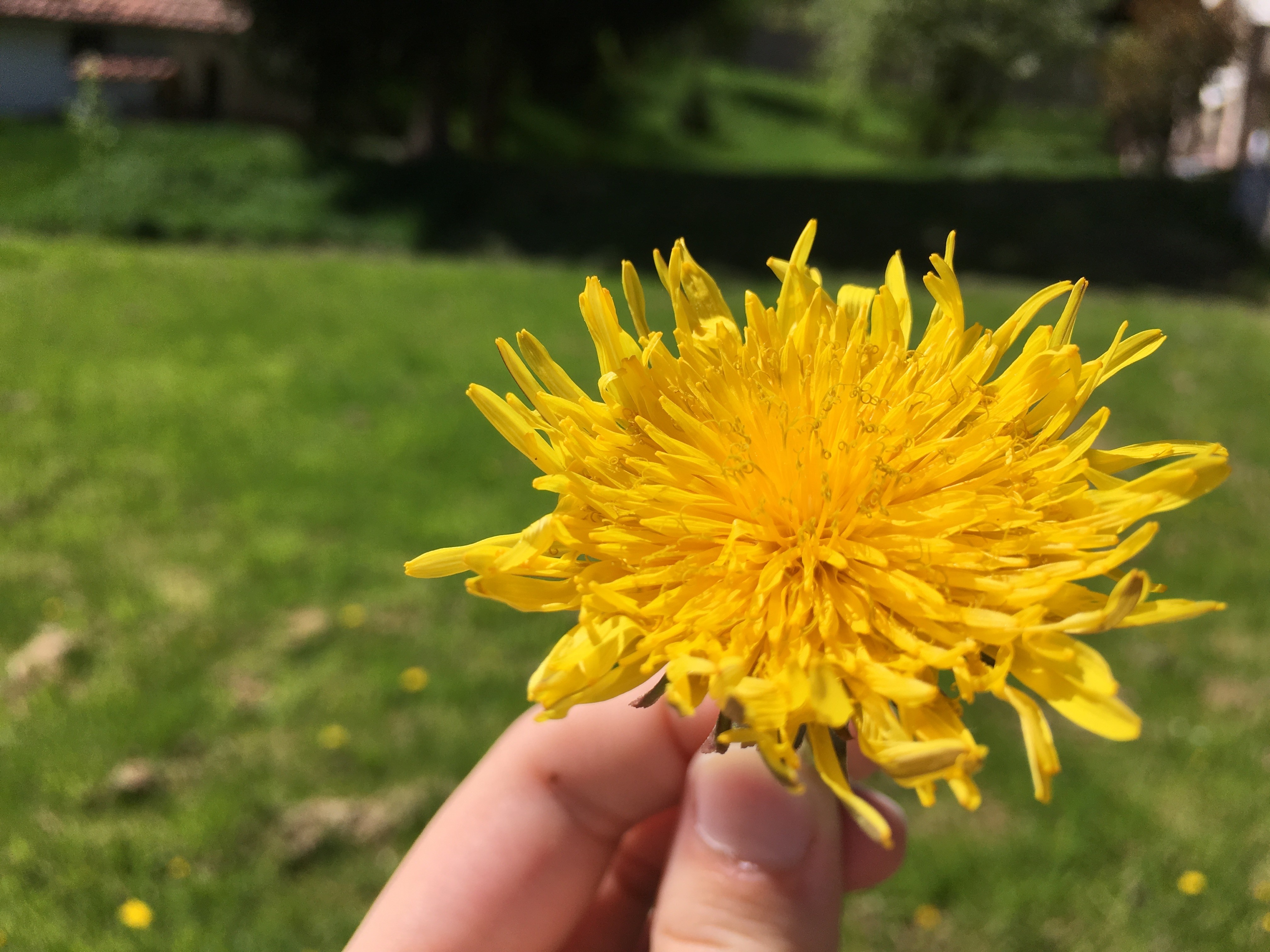 Yellow dandelion flower held in a hand outdoors HD Wallpaper