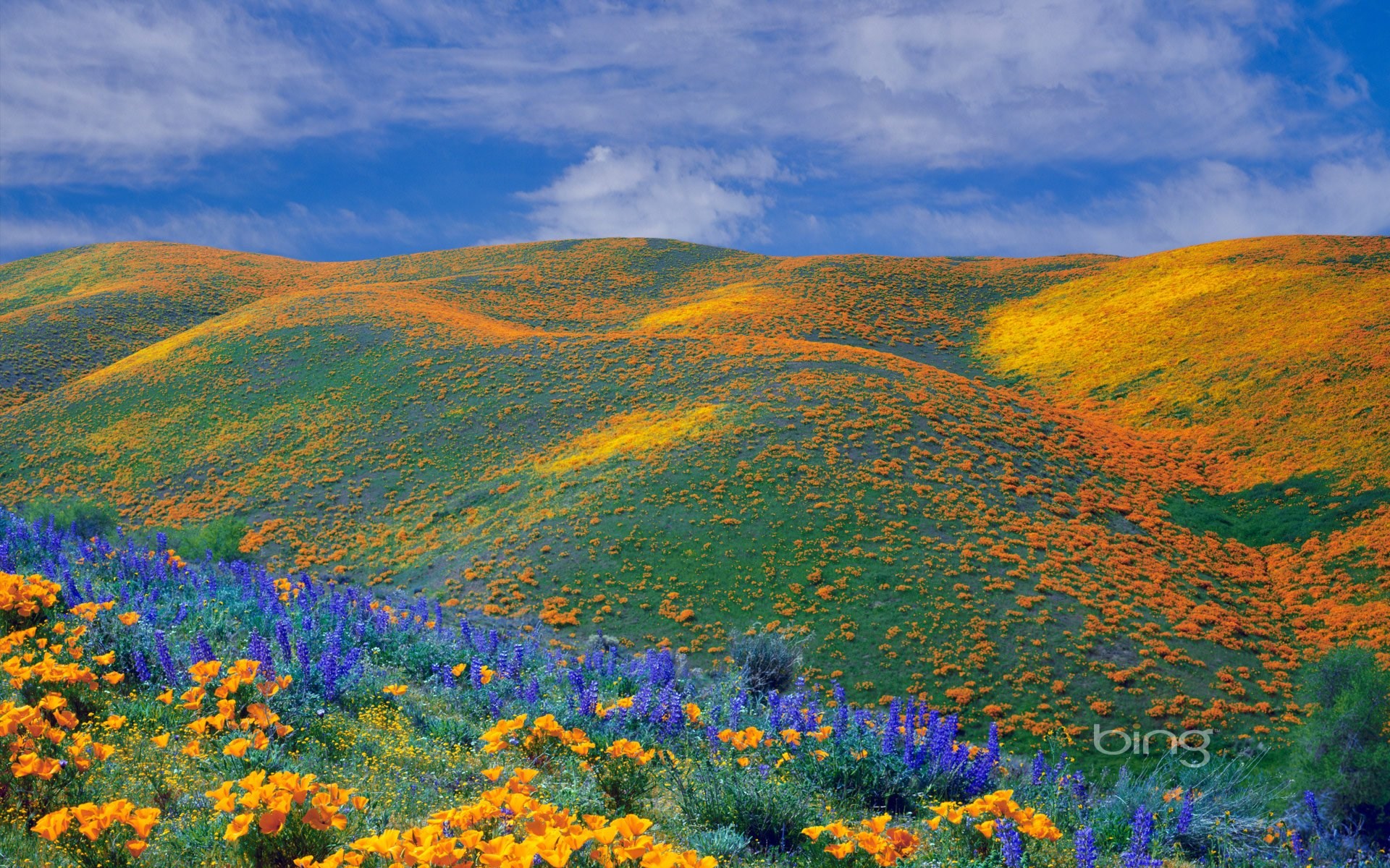 Hills covered in orange and yellow wildflowers under a blue sky HD Wallpaper