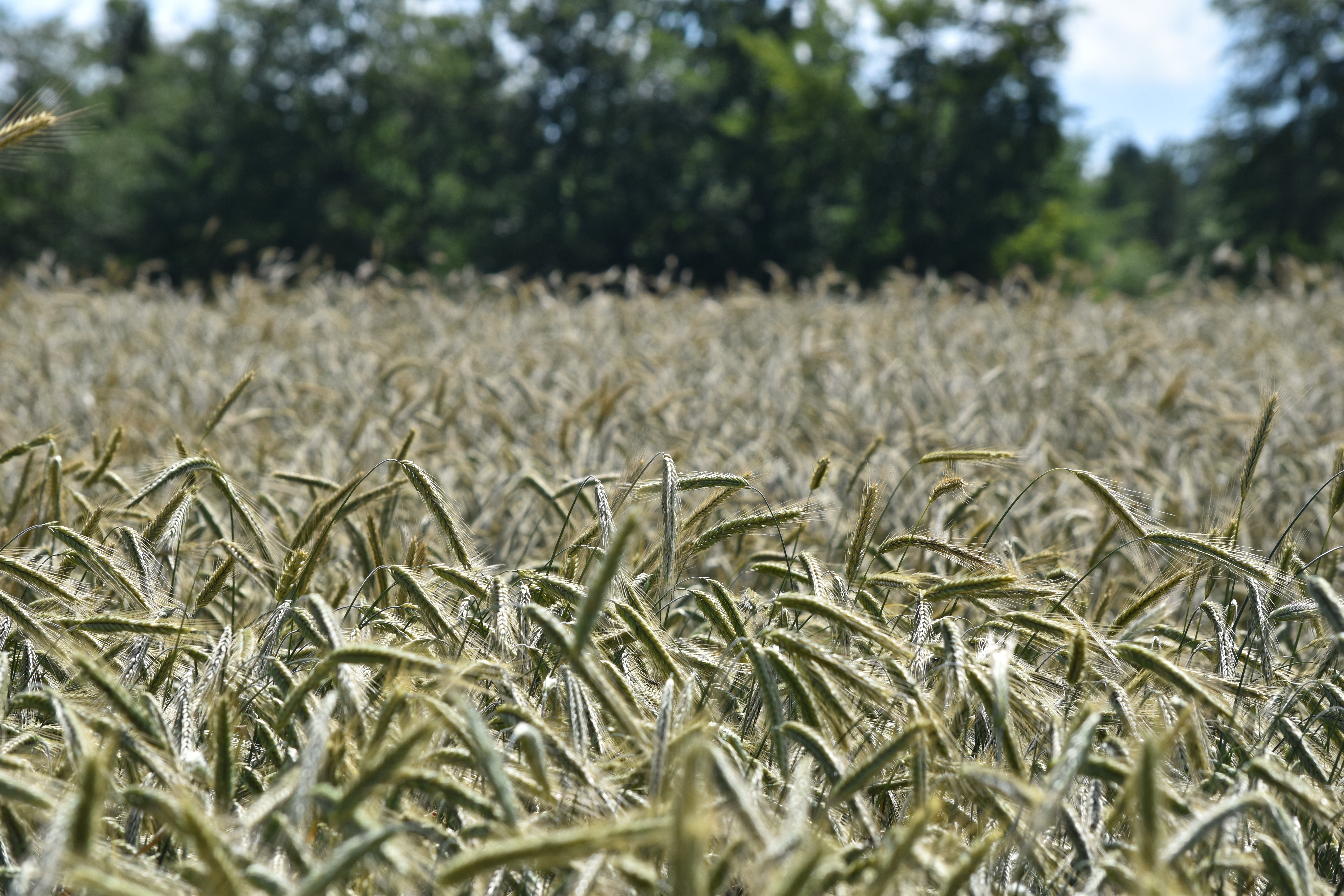 Field of Rye crops with trees in the background HD Wallpaper