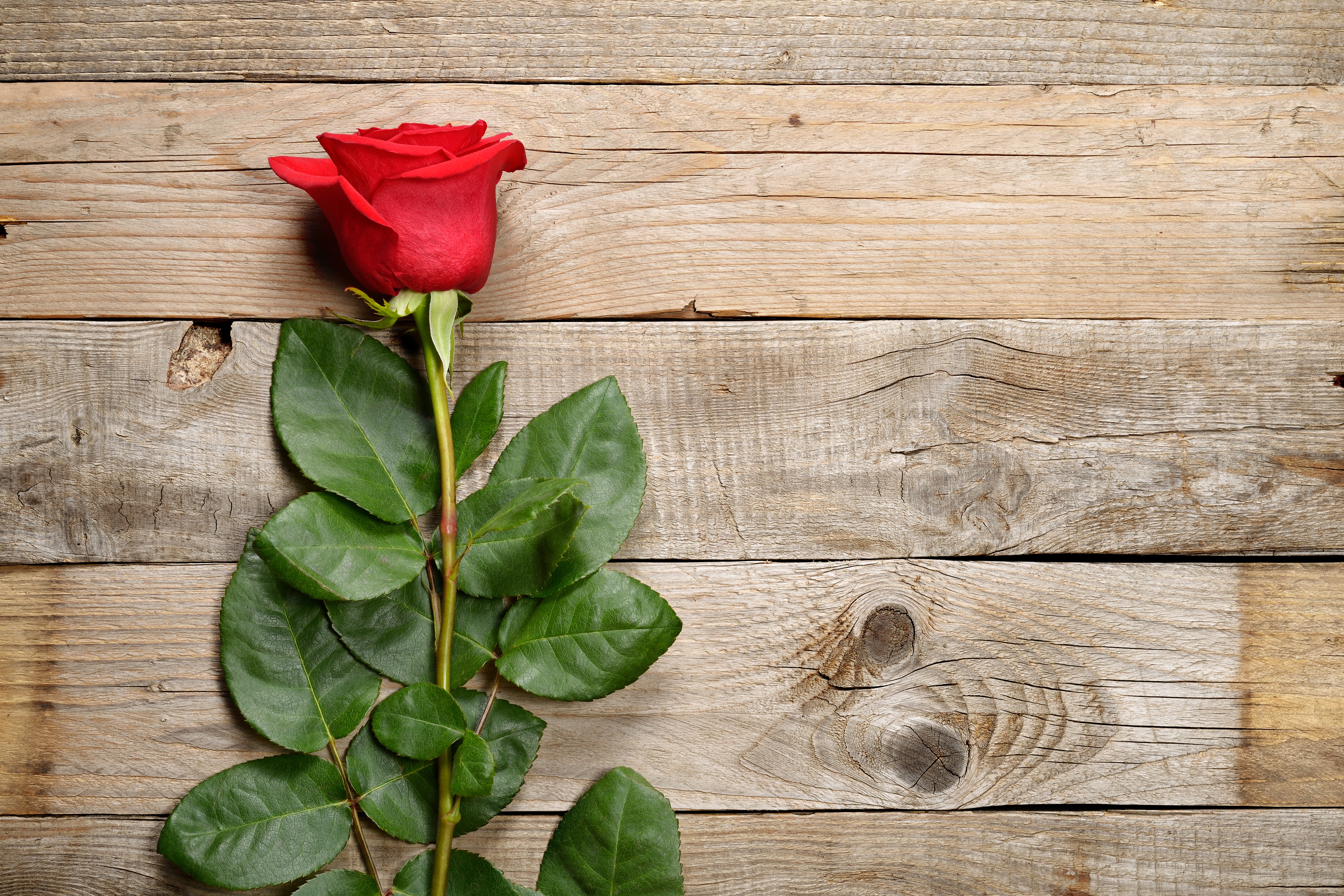 Red rose on a wooden background HD Wallpaper