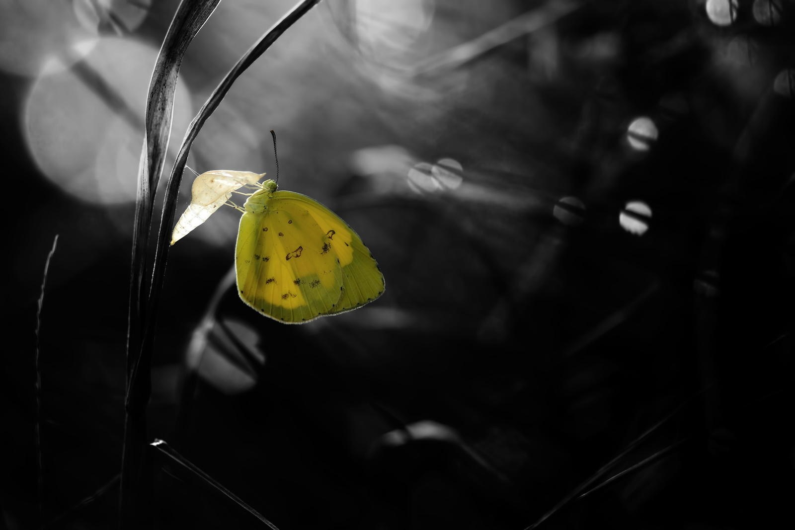 Yellow butterfly on a plant stem with bokeh background HD Wallpaper