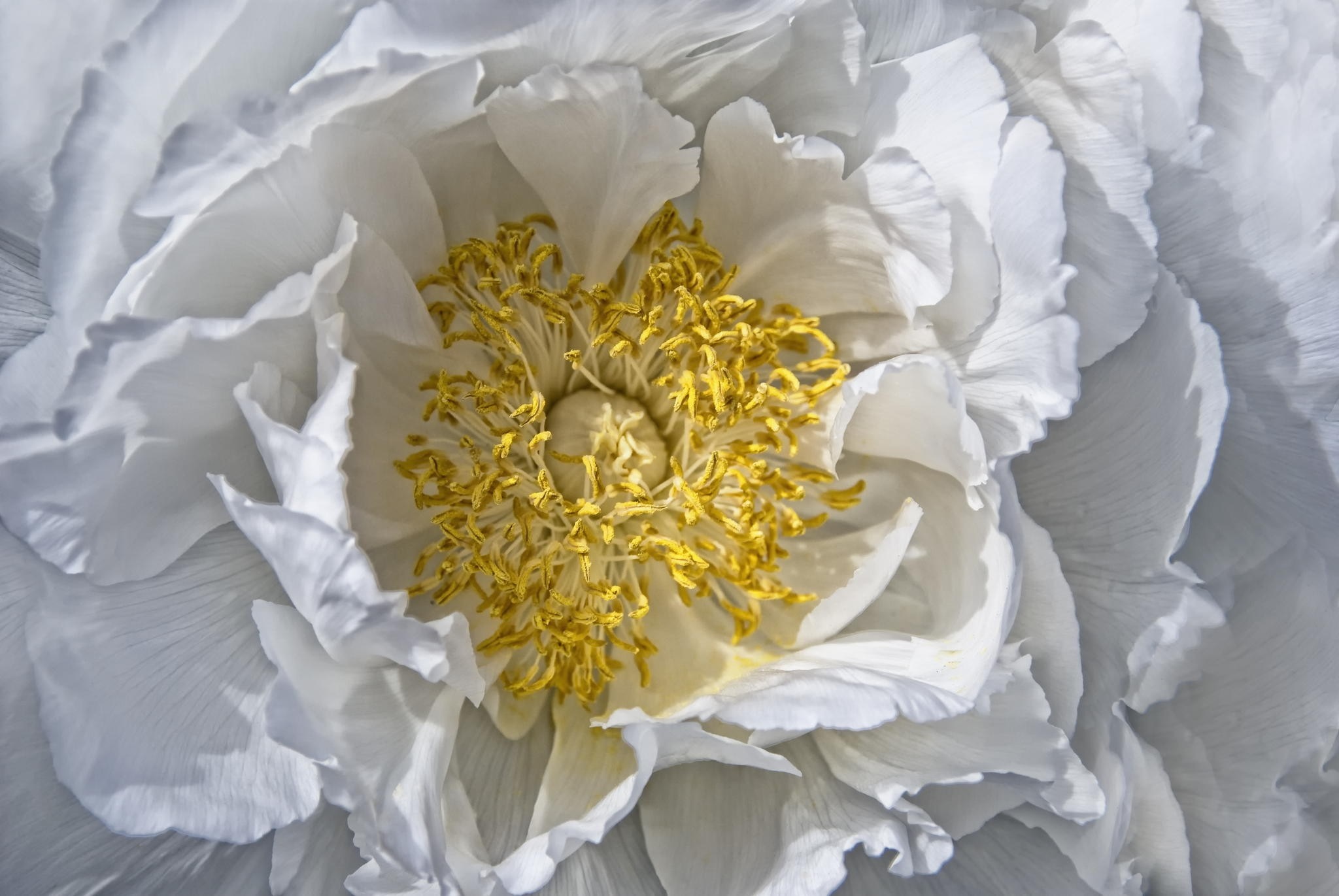 Close-up of a white peony flower with yellow stamens HD Wallpaper