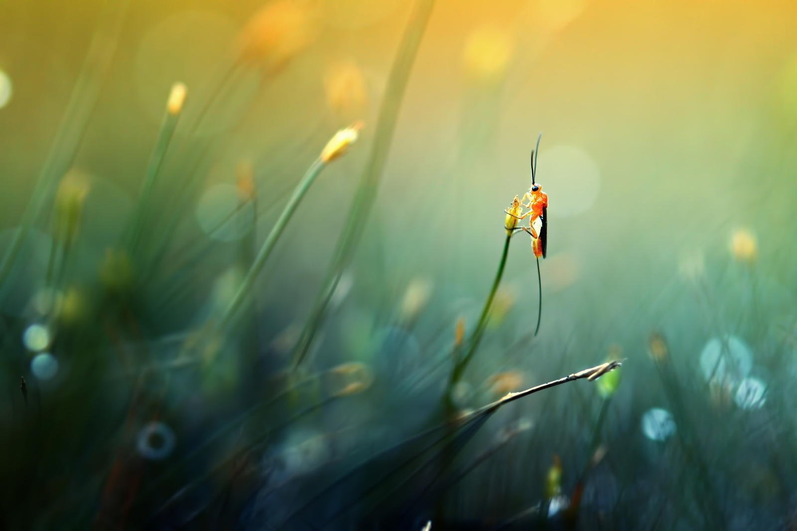 Macro photography of an insect on grass with bokeh HD Wallpaper