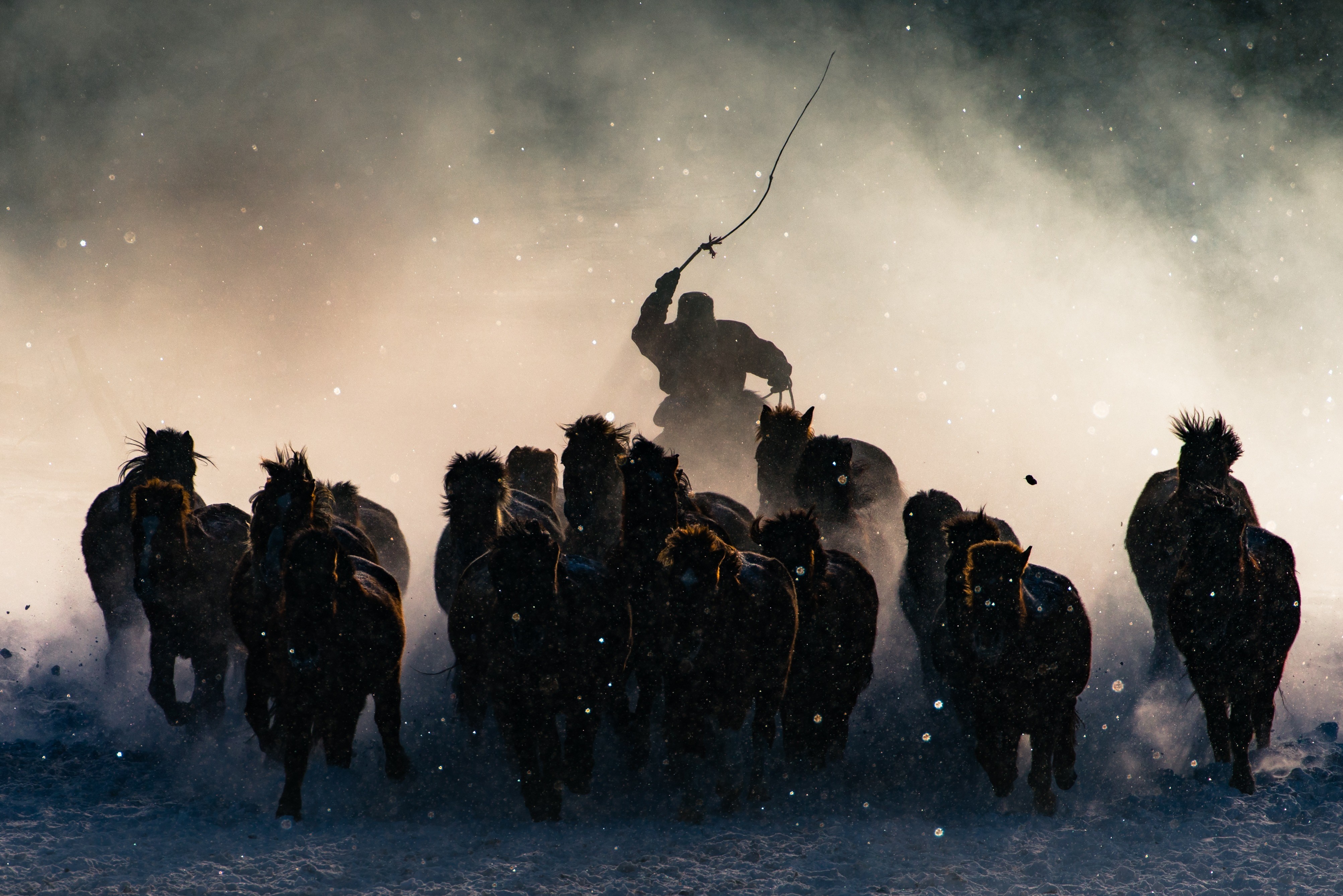 Horse herd running in snow with a rider HD Wallpaper