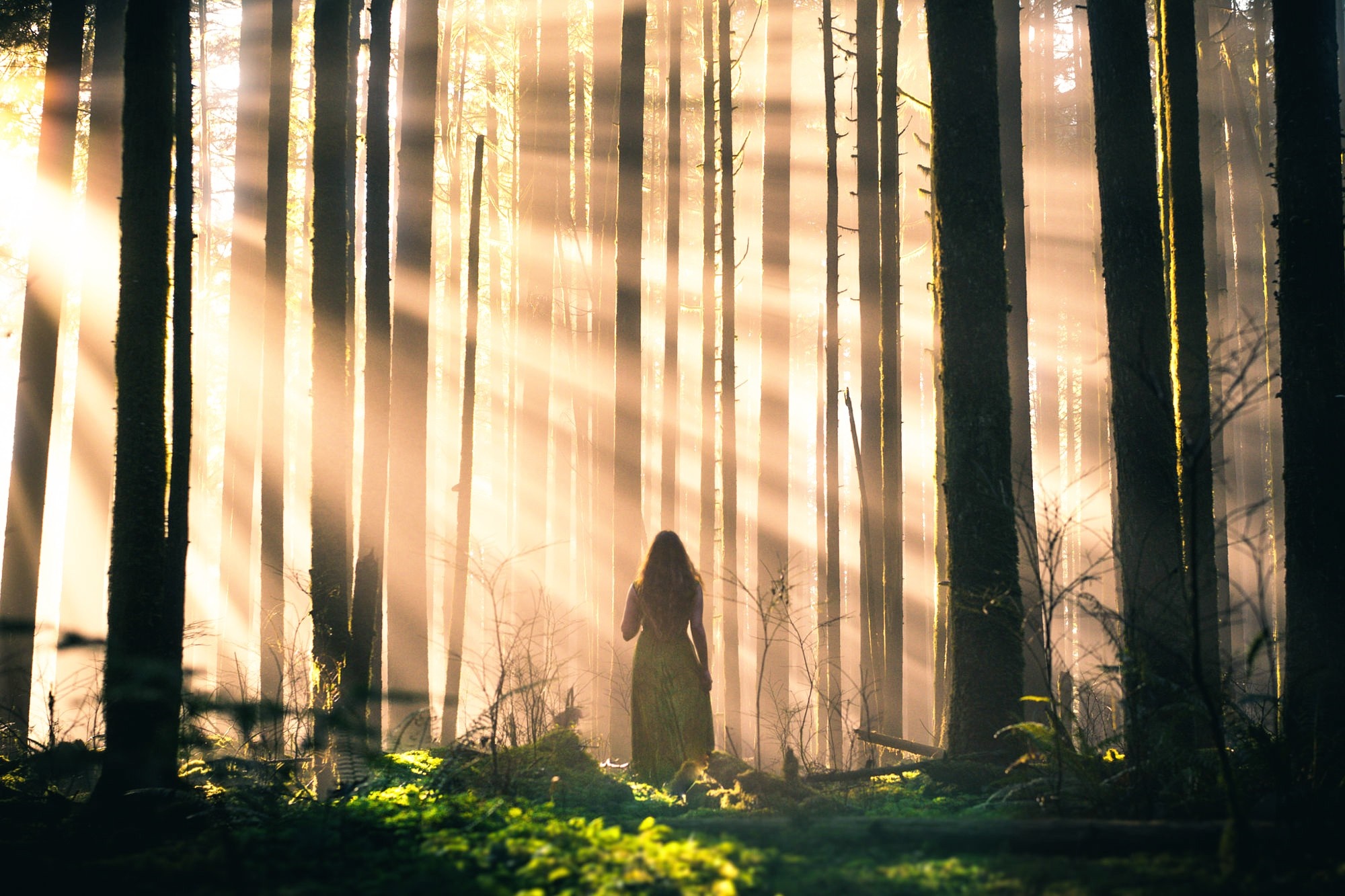 Woman in a dress walking through a sunlit forest HD Wallpaper