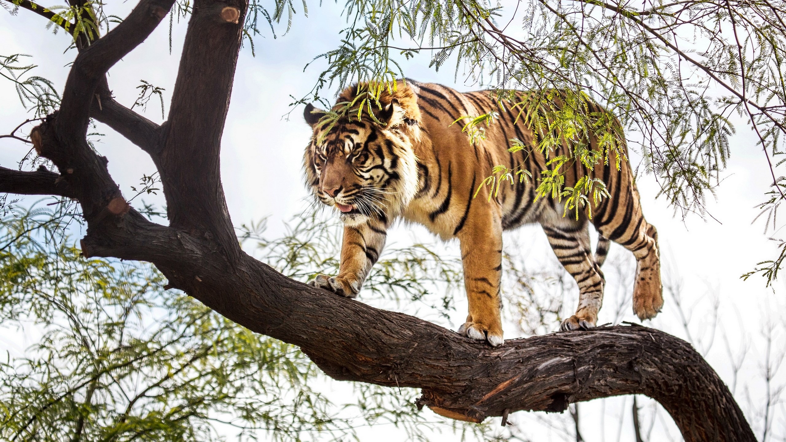 Tiger walking on a tree branch HD Wallpaper