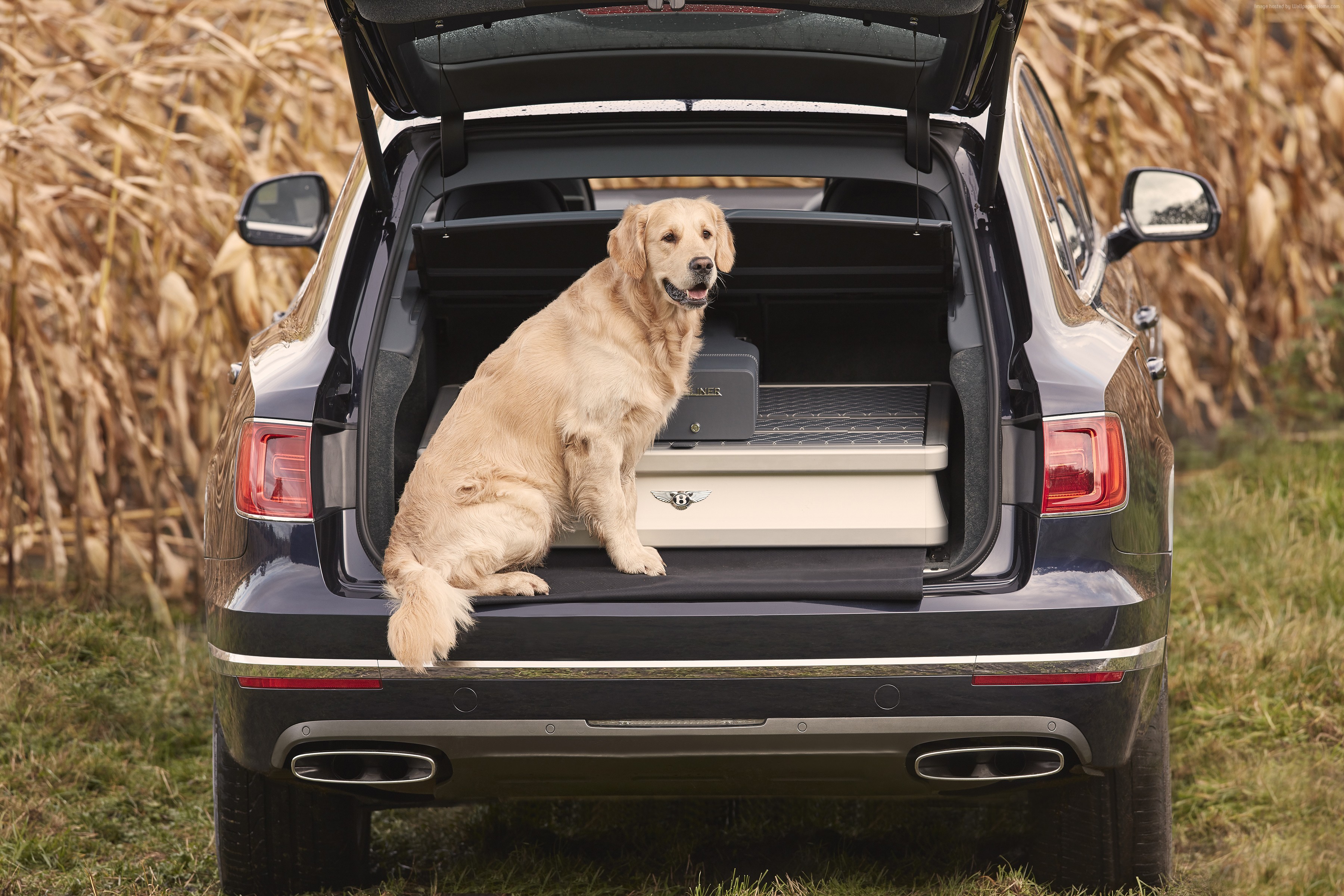 Golden Retriever in a Bentley Bentayga Field Sports HD Wallpaper