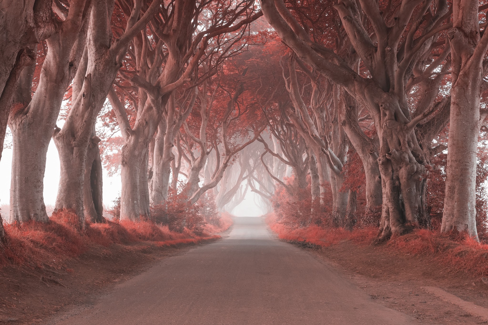 Road through a tunnel of trees with red leaves HD Wallpaper