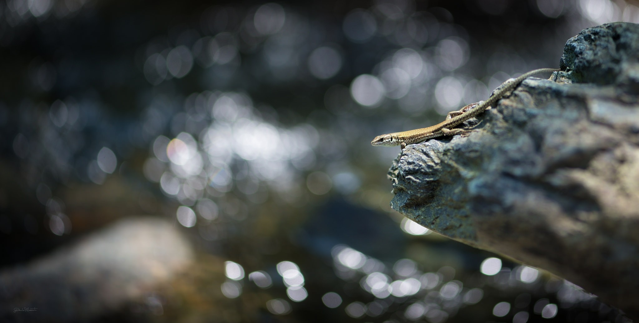 Lizard on a rock near water with bokeh HD Wallpaper