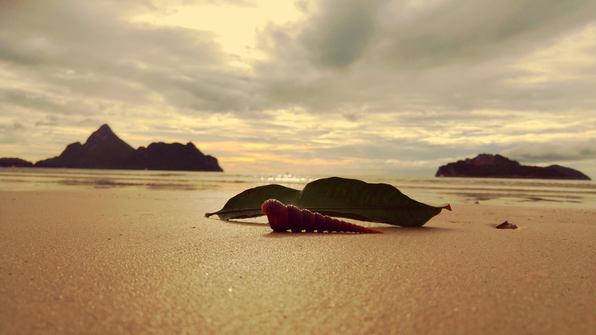 Seashell and leaves on a beach at sunset HD Wallpaper