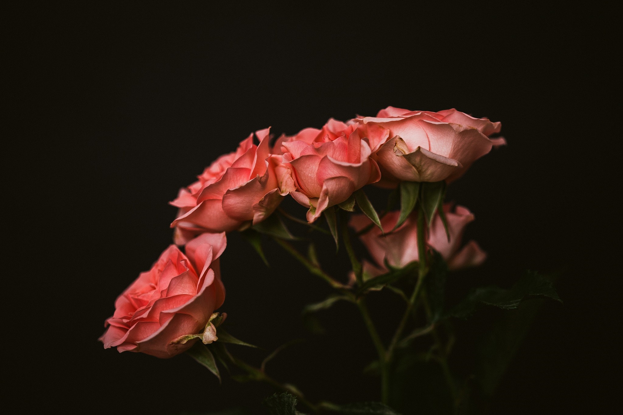 Pink roses with dark background and shallow depth of field HD Wallpaper