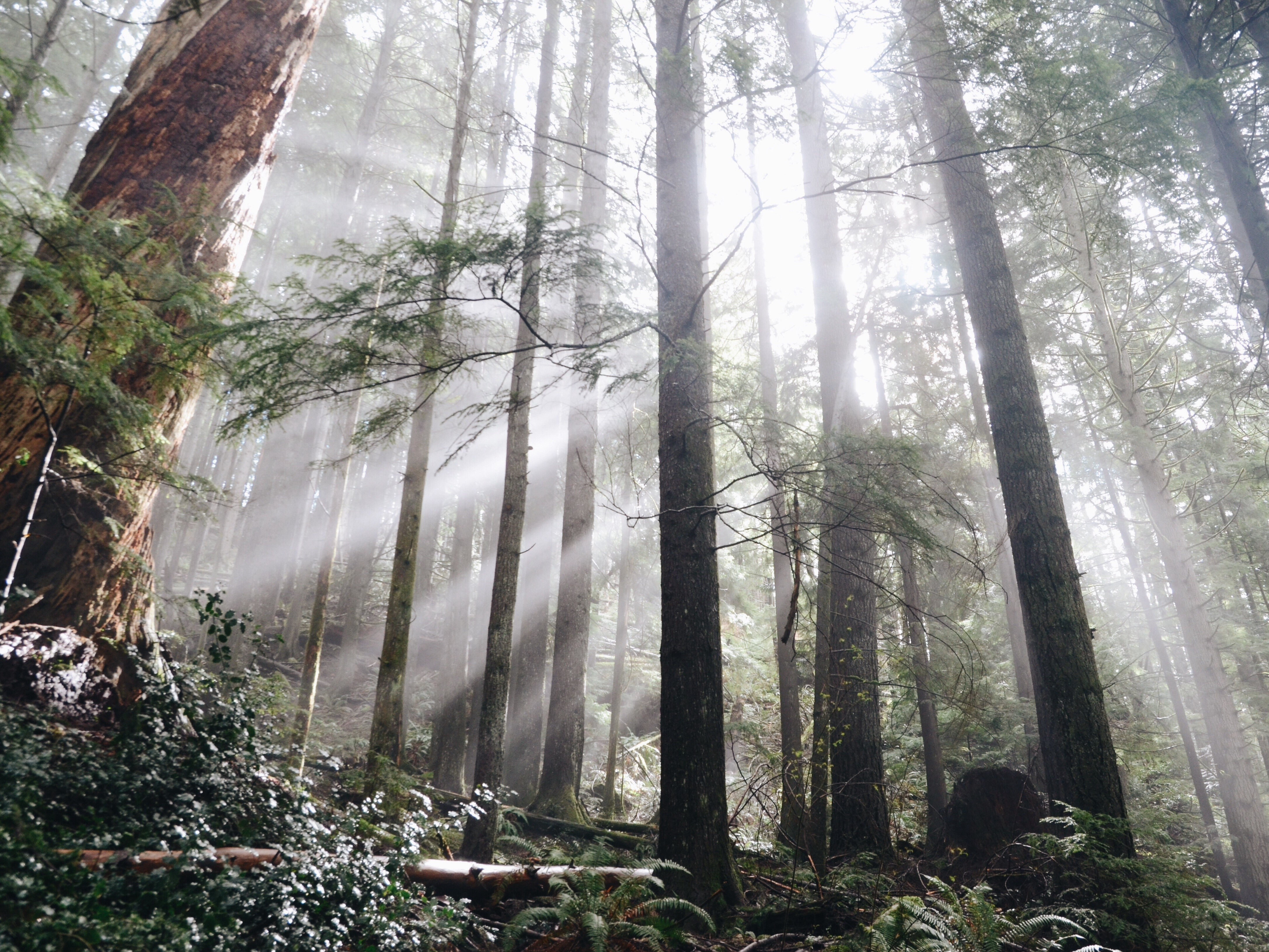 Sunlight filtering through trees in a forest HD Wallpaper