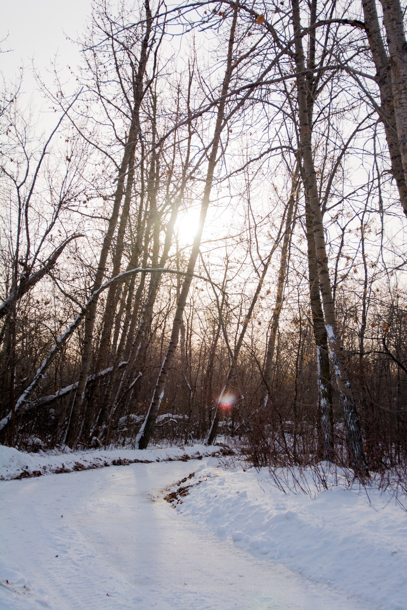 Snowy forest path with sun shining through trees HD Wallpaper