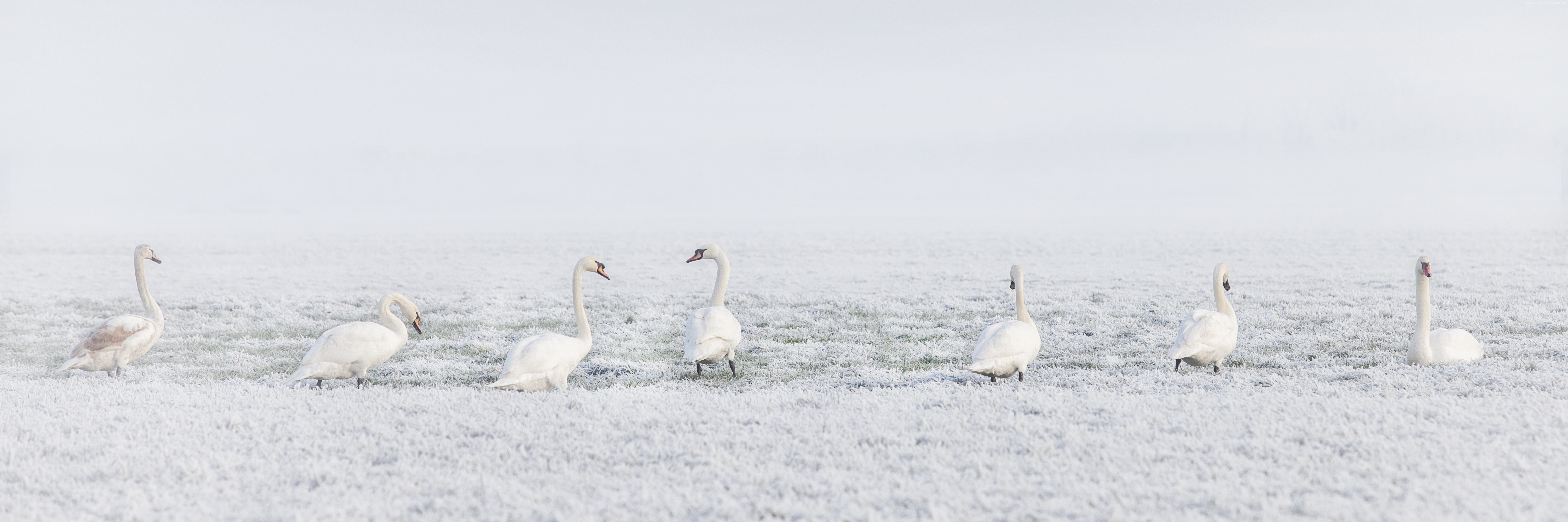 Swans in a snowy field during winter HD Wallpaper