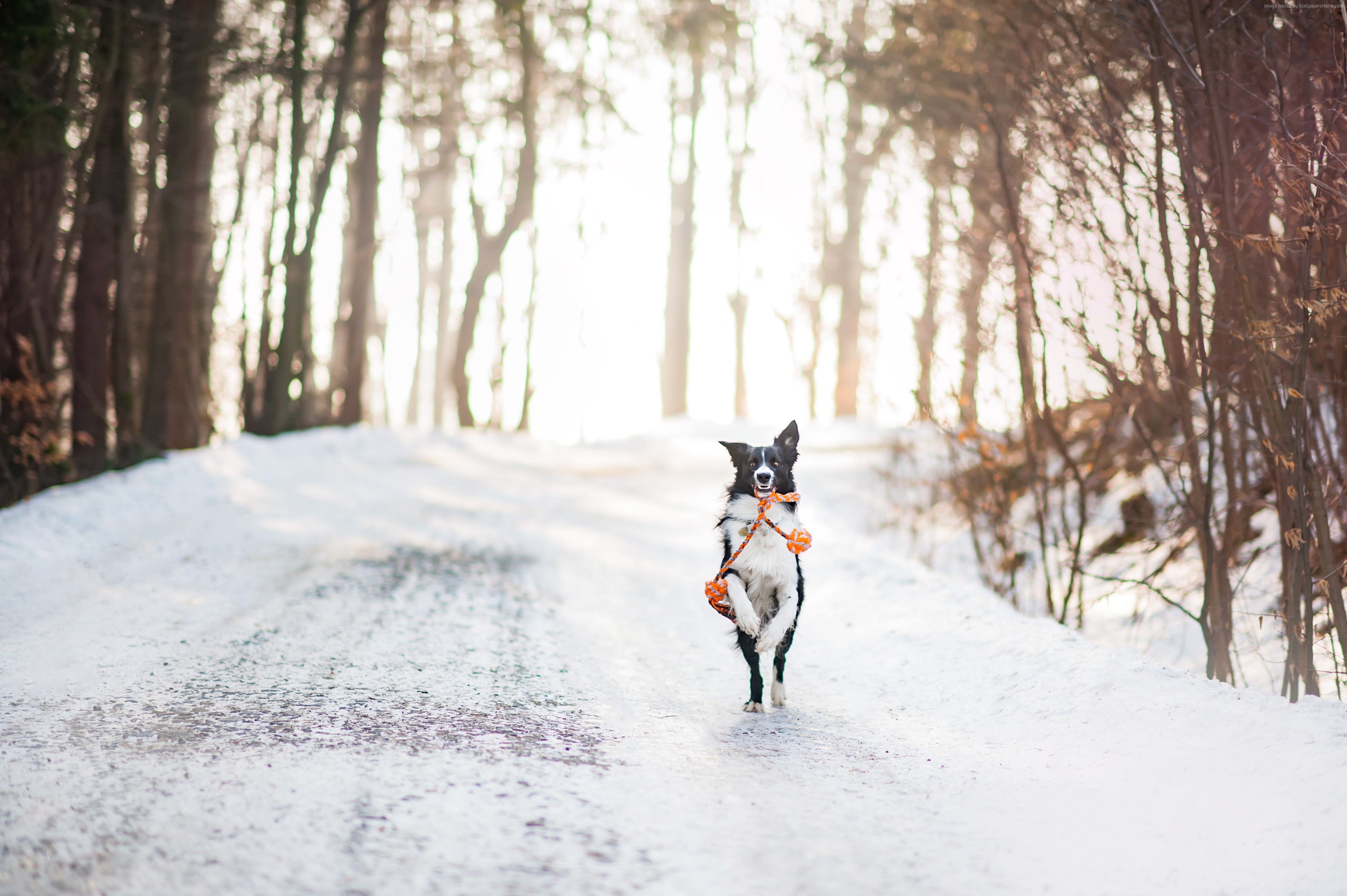 Border Collie running in snow with toy HD Wallpaper