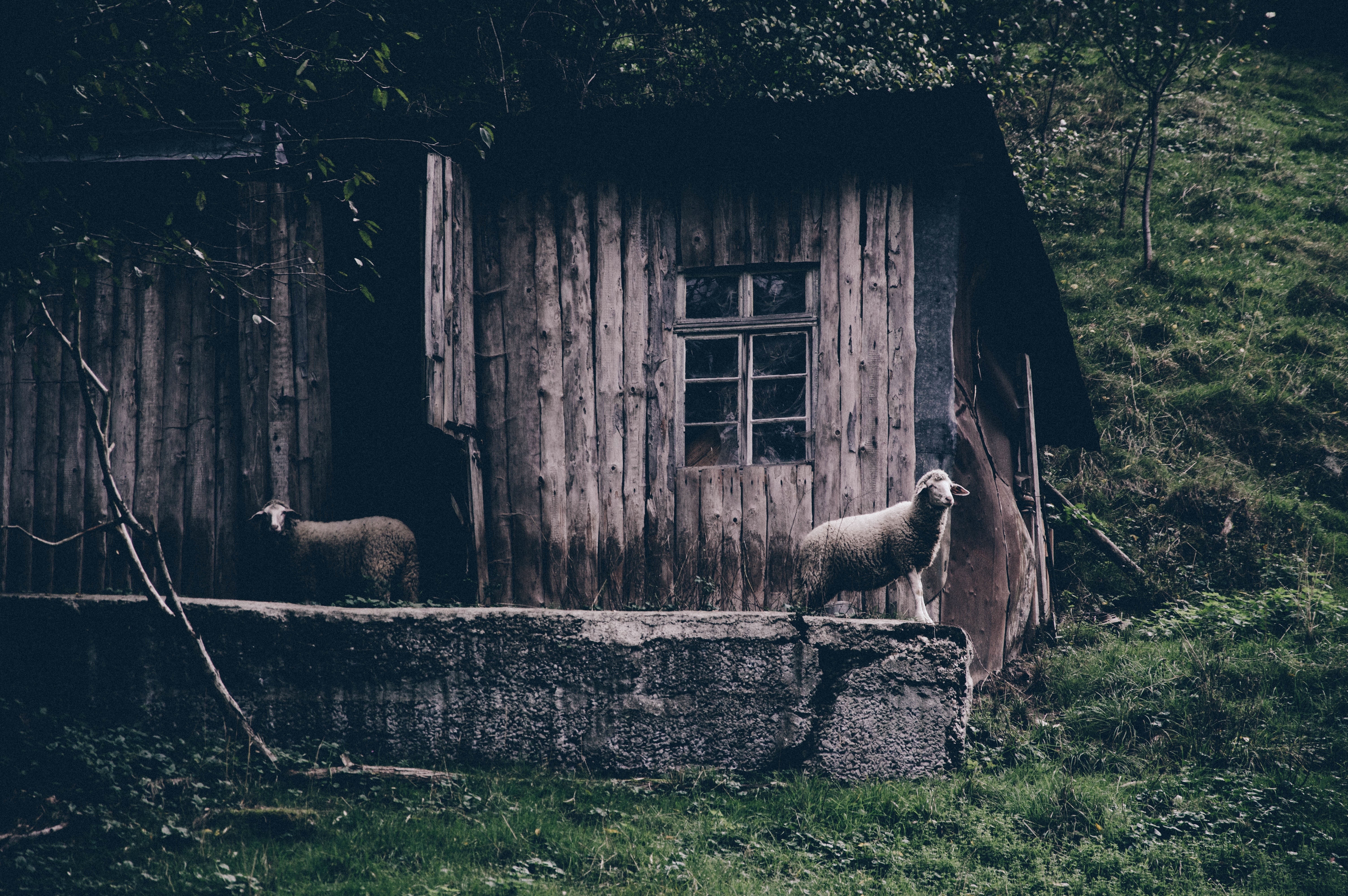 Two sheep near a wooden shed on a grassy hill HD Wallpaper